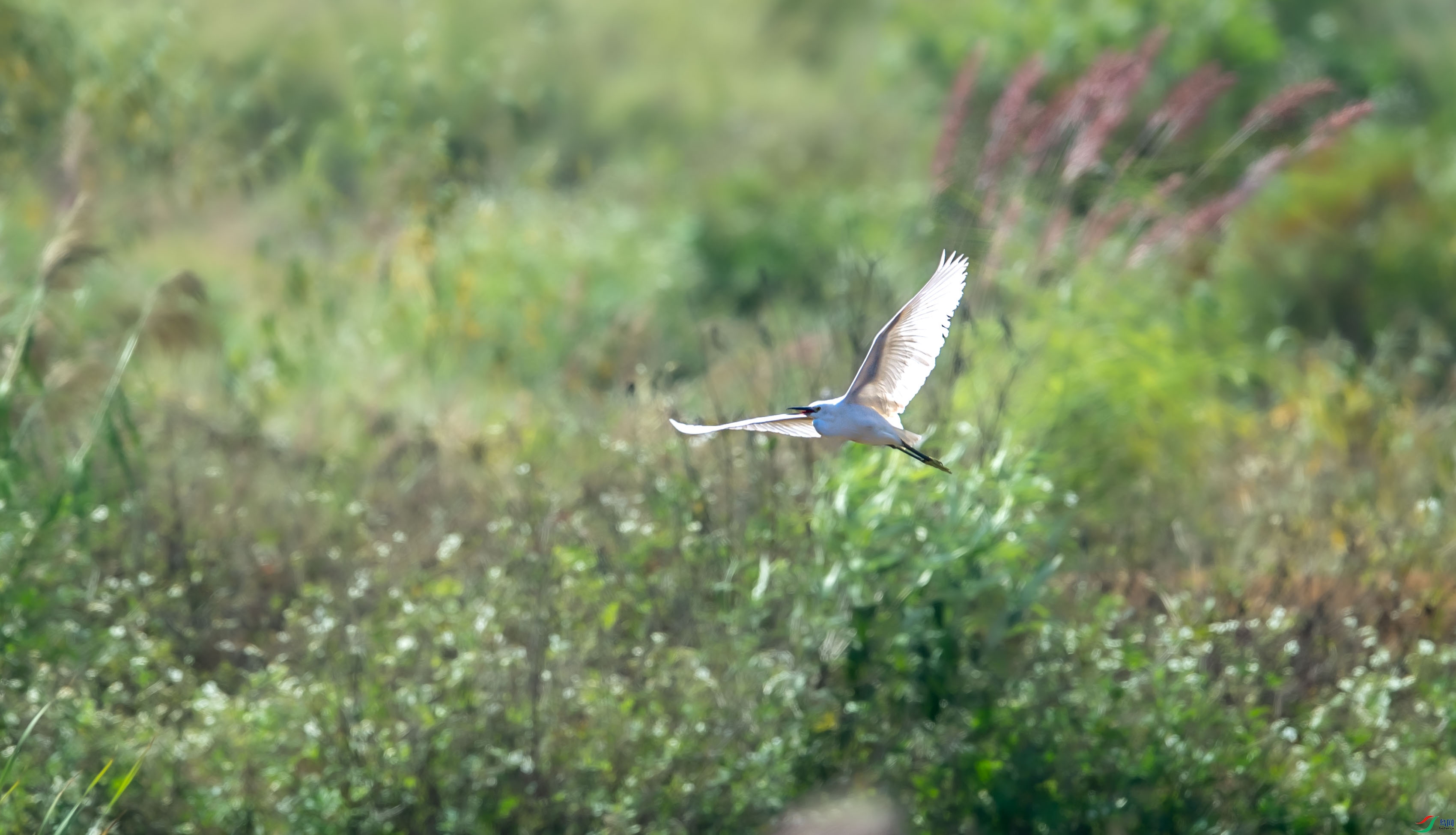 DSC_0978.jpg