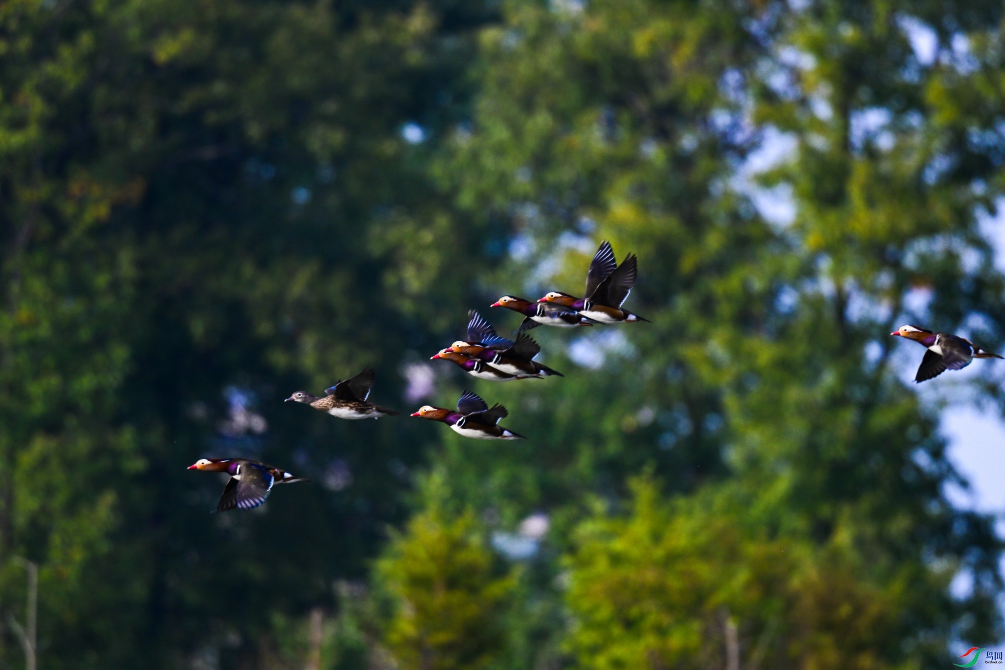 DSC_2270-.JPG
