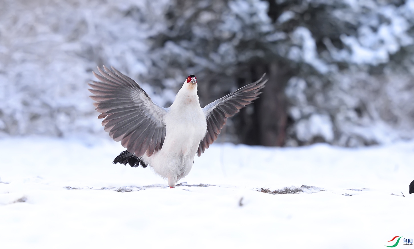 DSC_0217.jpg