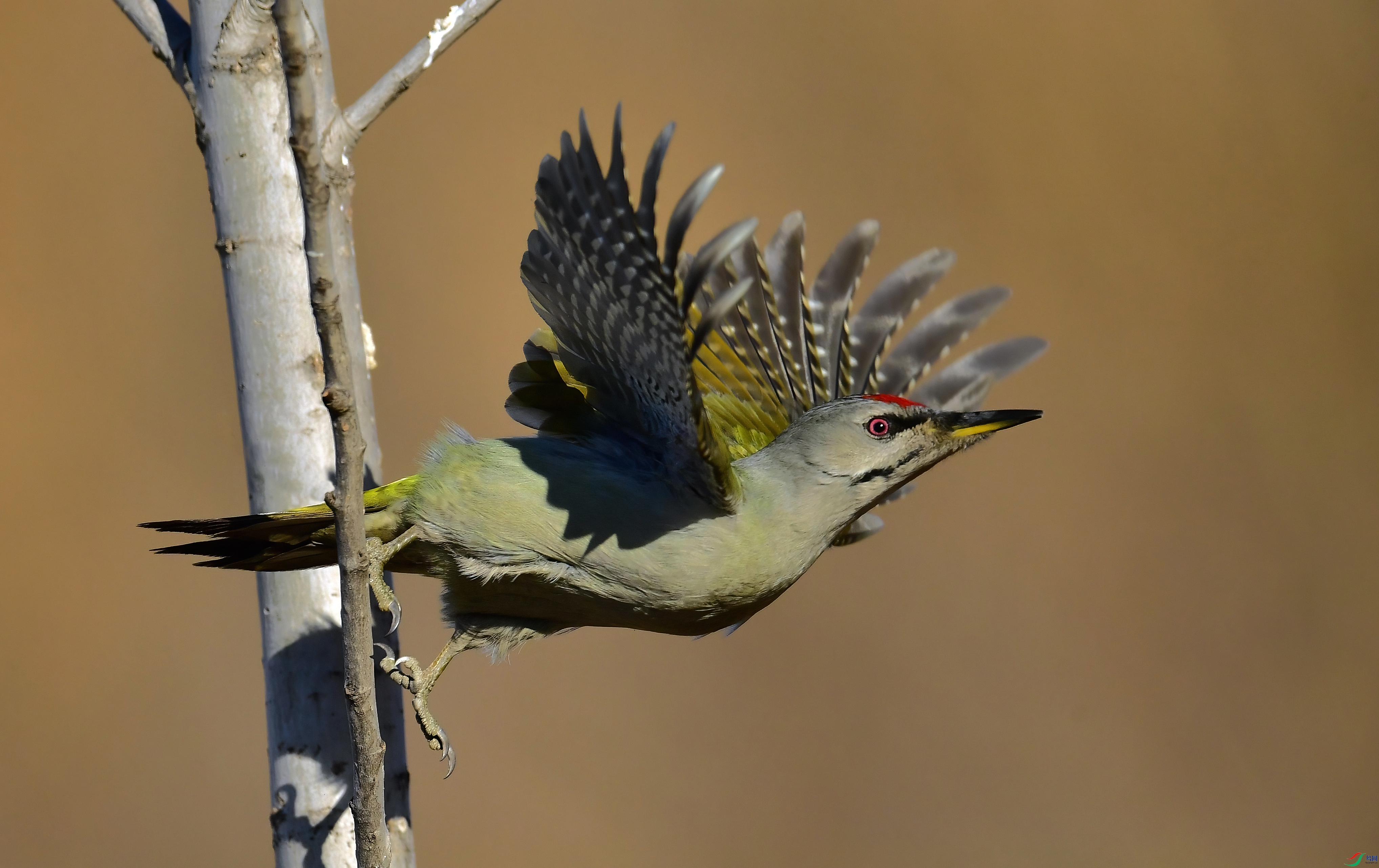 WZL_0310.jpg