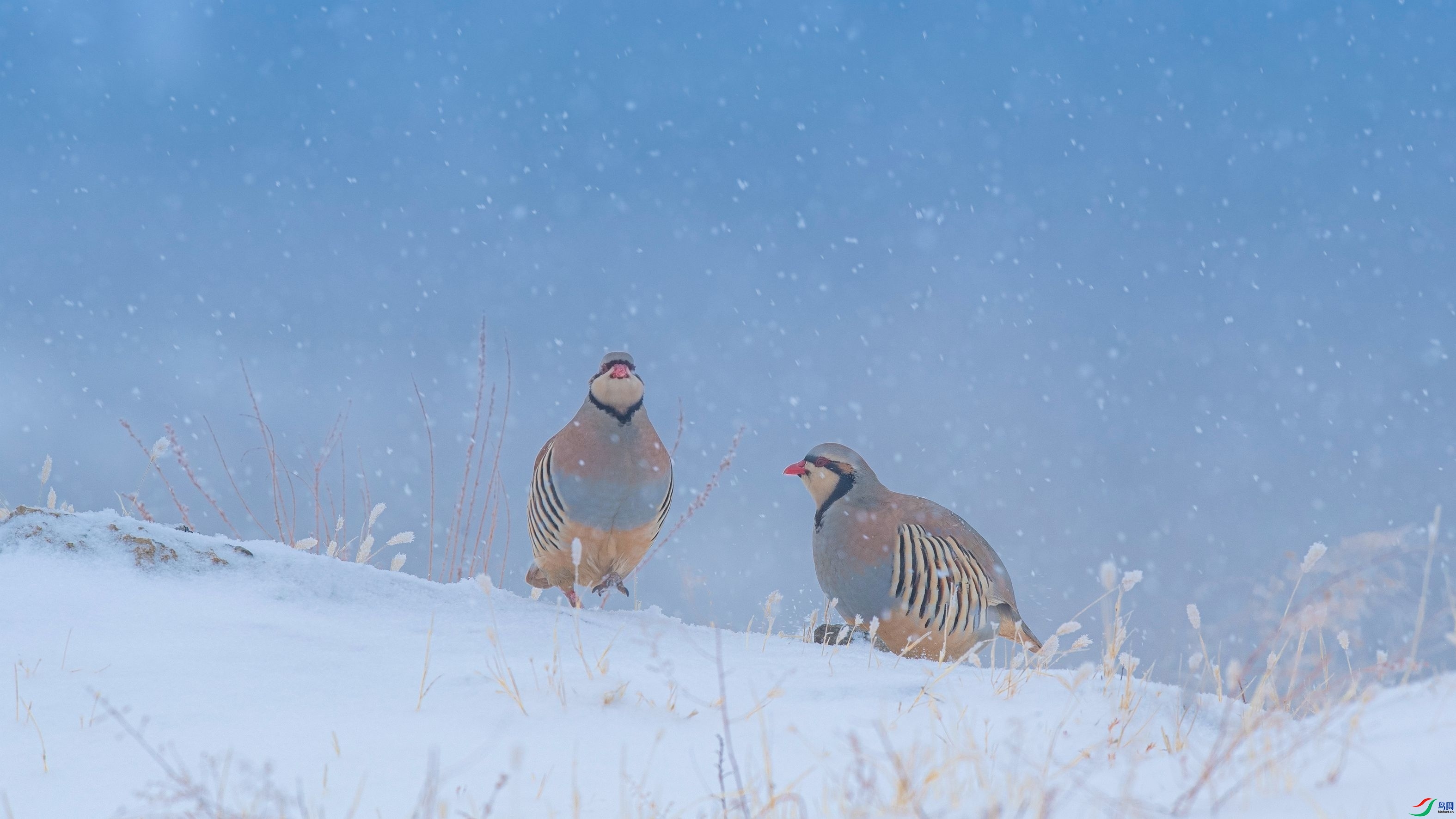 ÿ�ռ��� ӭ��ѩ  ���� �����ү ��һ.jpg