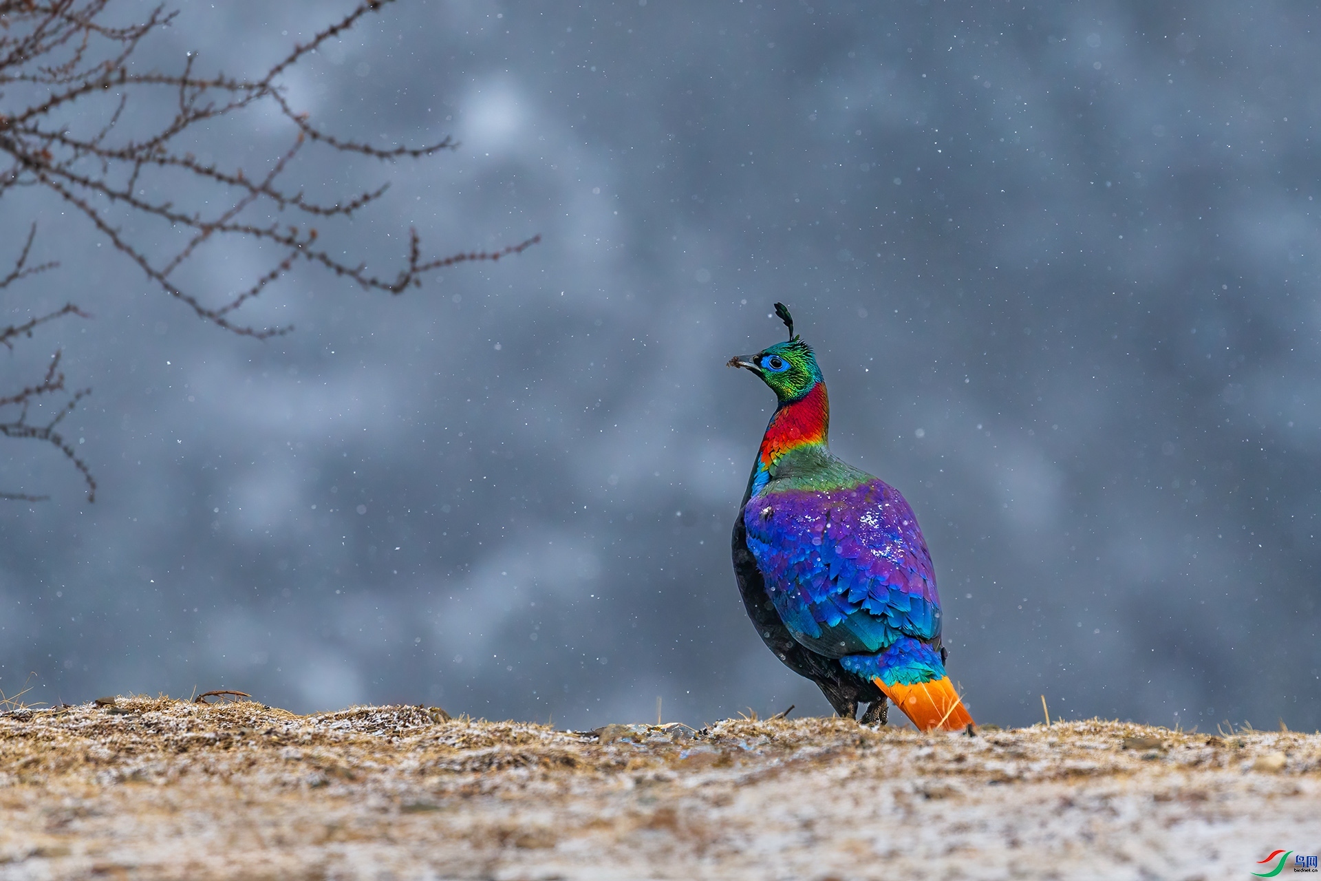 ÿ��һͼ  ̤ѩ��֦��ʱ��  ����   �ܶ�.jpg