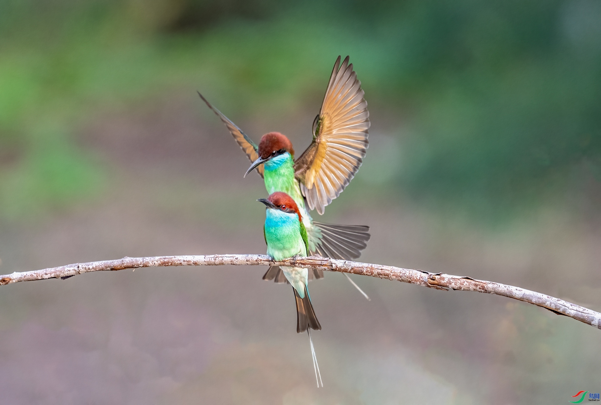 �����仢  ���� lsn77766  �ܶ�.jpg