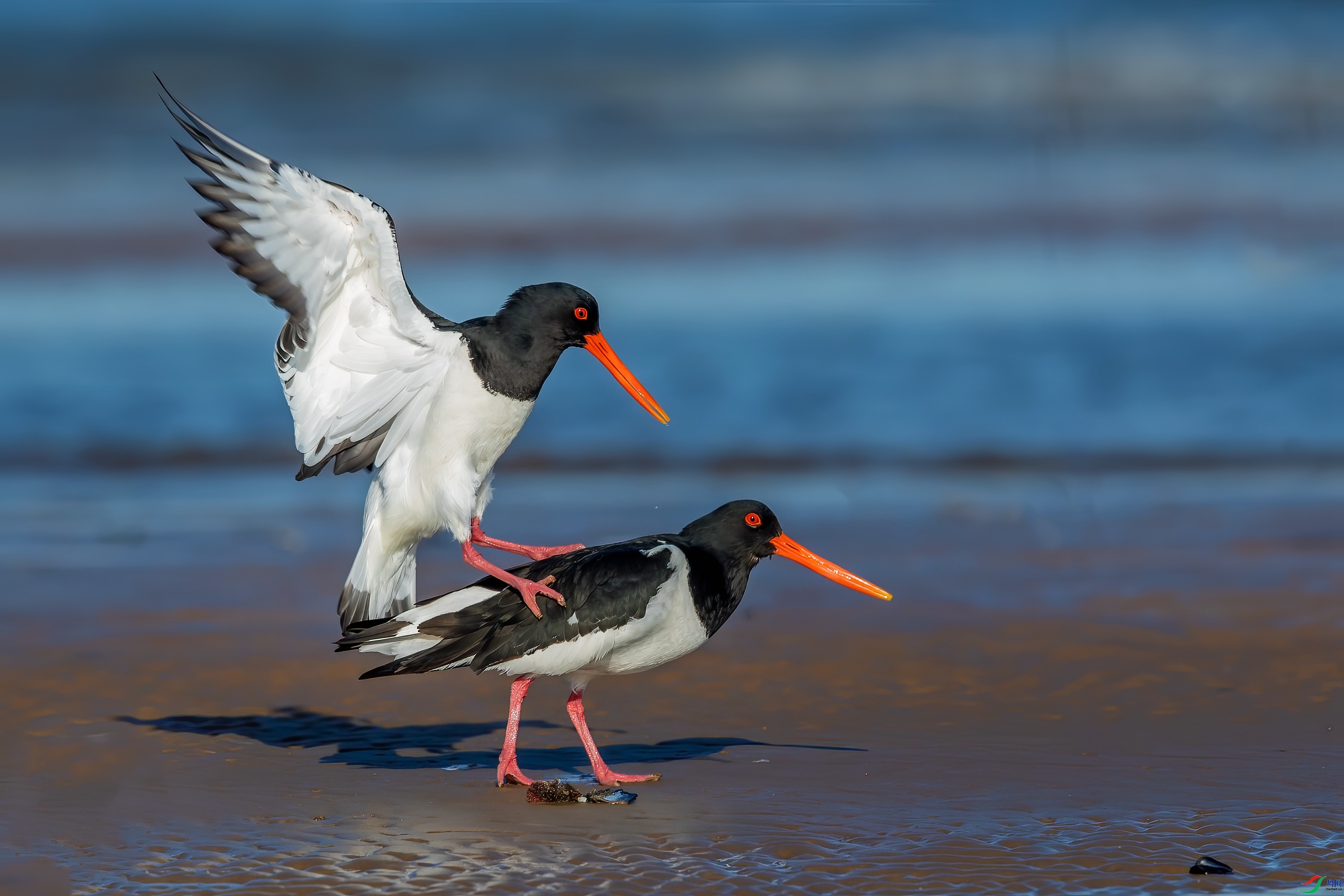 ���� ���� ���Ӿ� ����.jpg