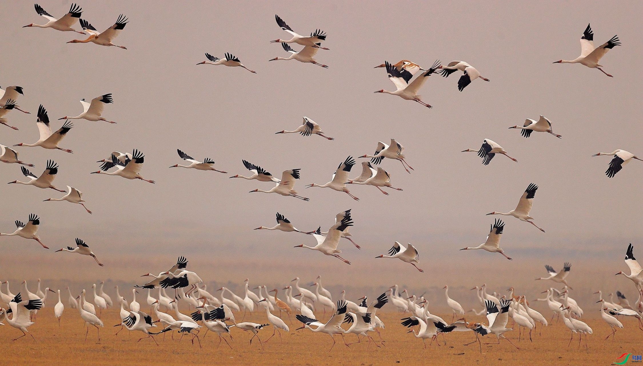 ����Ǩ��  ���� ɭ�֣����֣�����.jpg