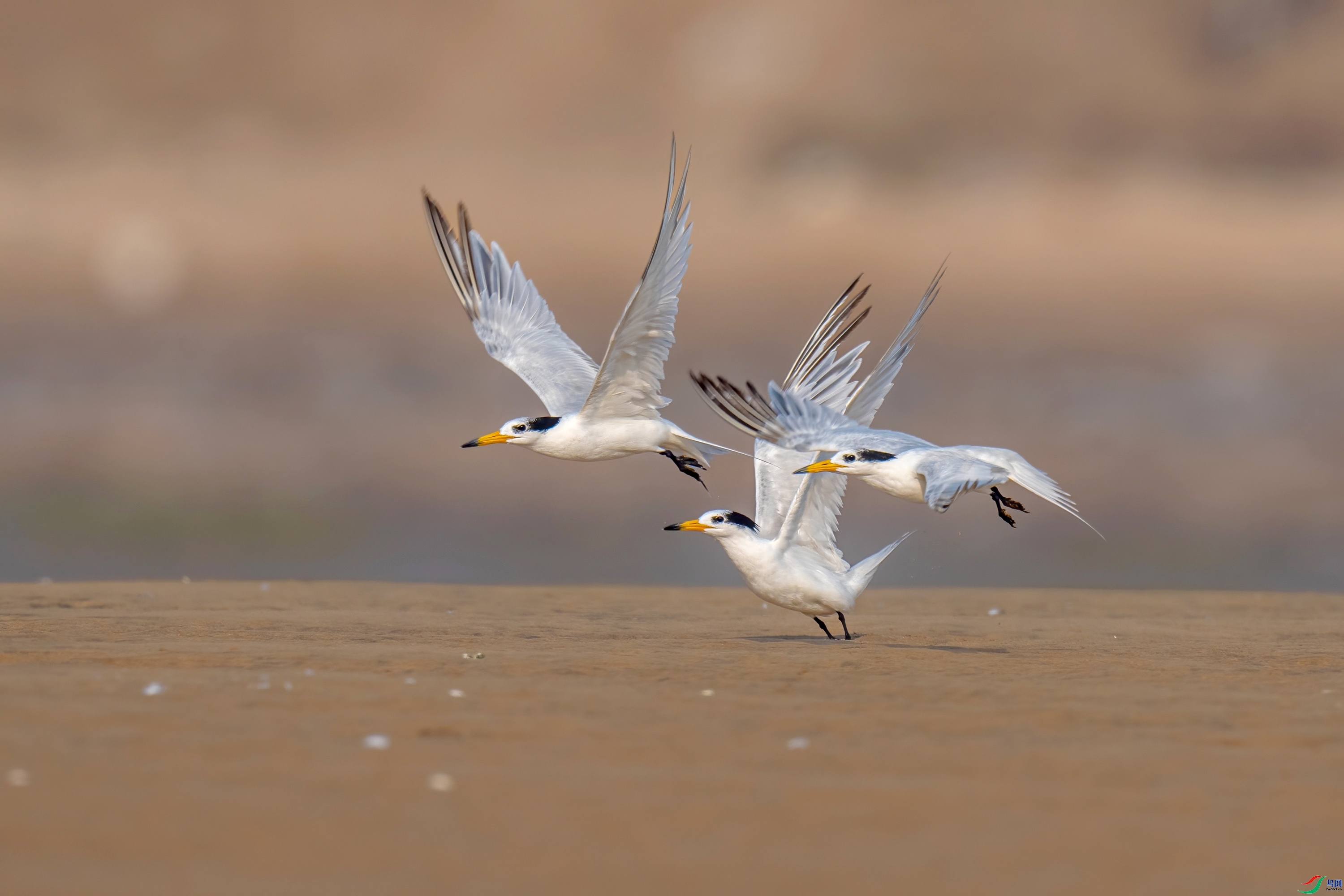 �����Ϸ�--�л���ͷ��Ÿ  ���� ����.jpg