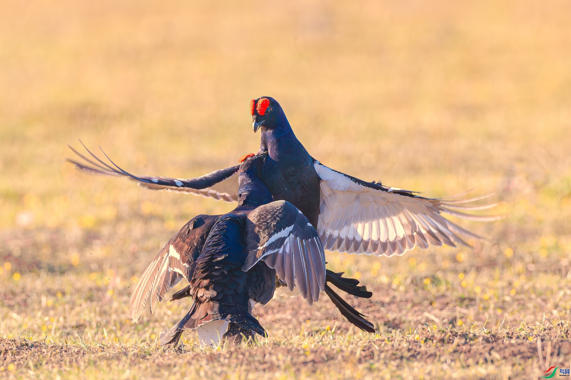 һ�л��� ���� ����3161  ����.jpg