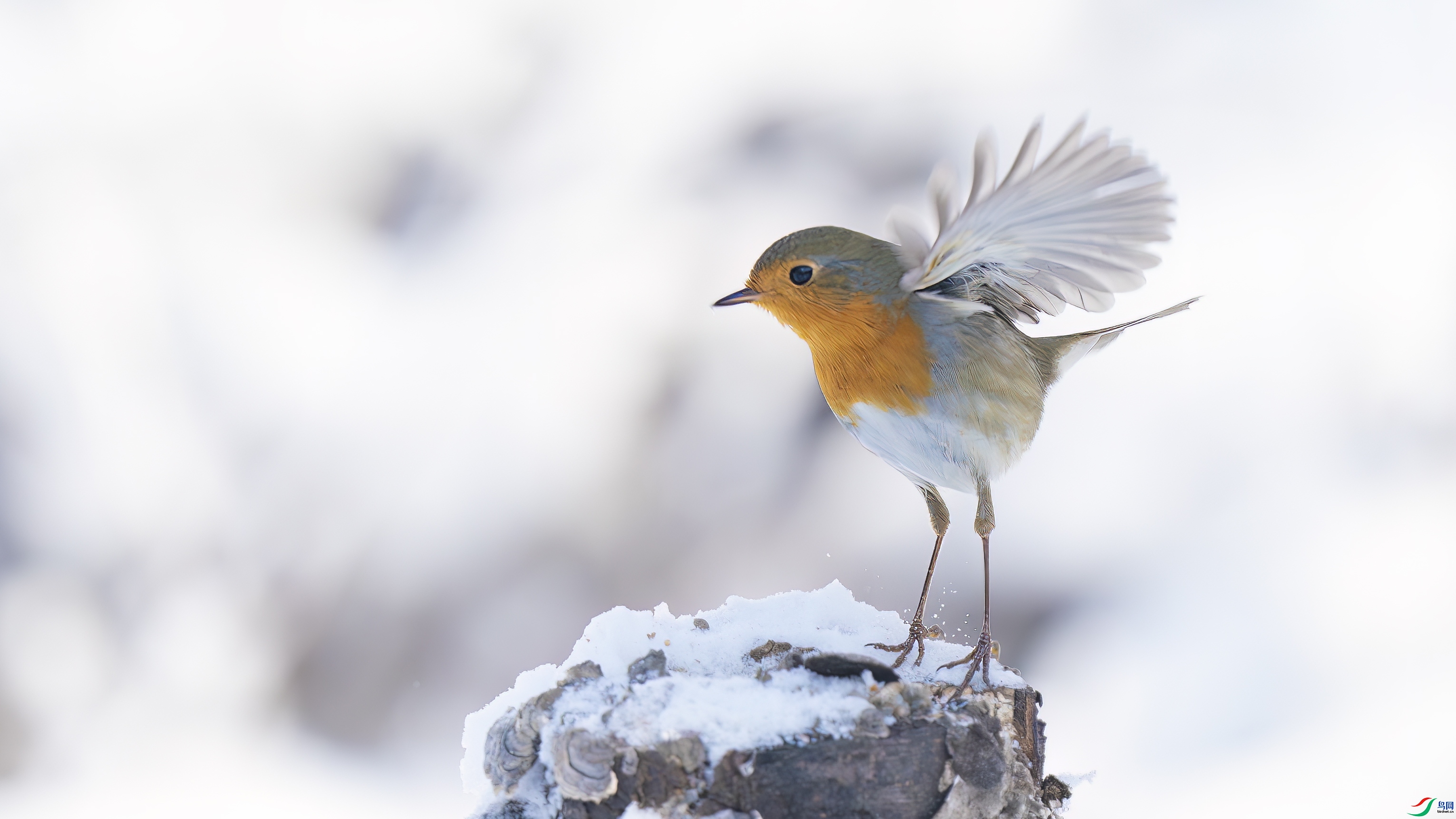 ������ֳ�ŷ���  ���� ����.jpg