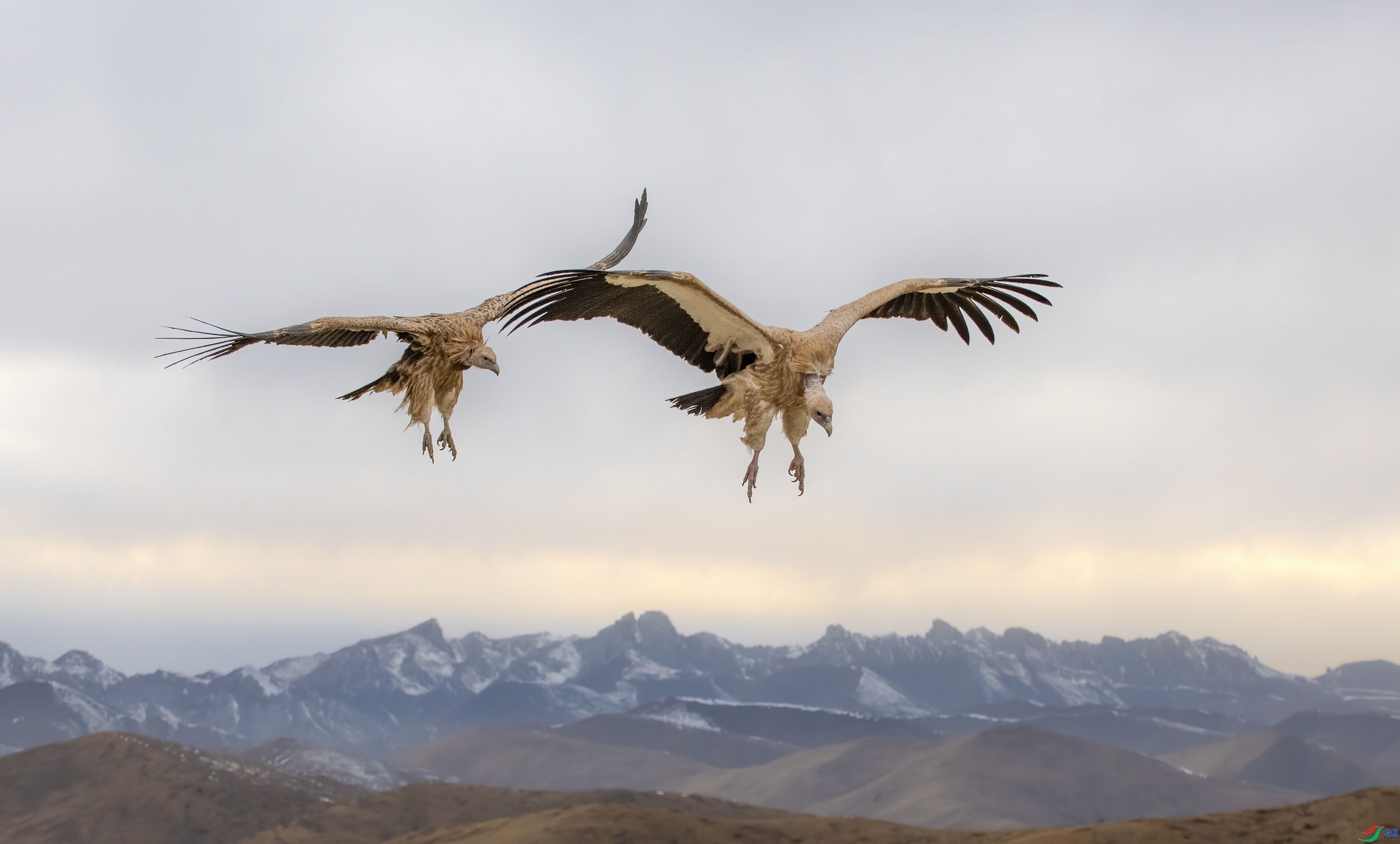 �콵��ӥ  ���� ��Ͽ֮��  ����.jpg