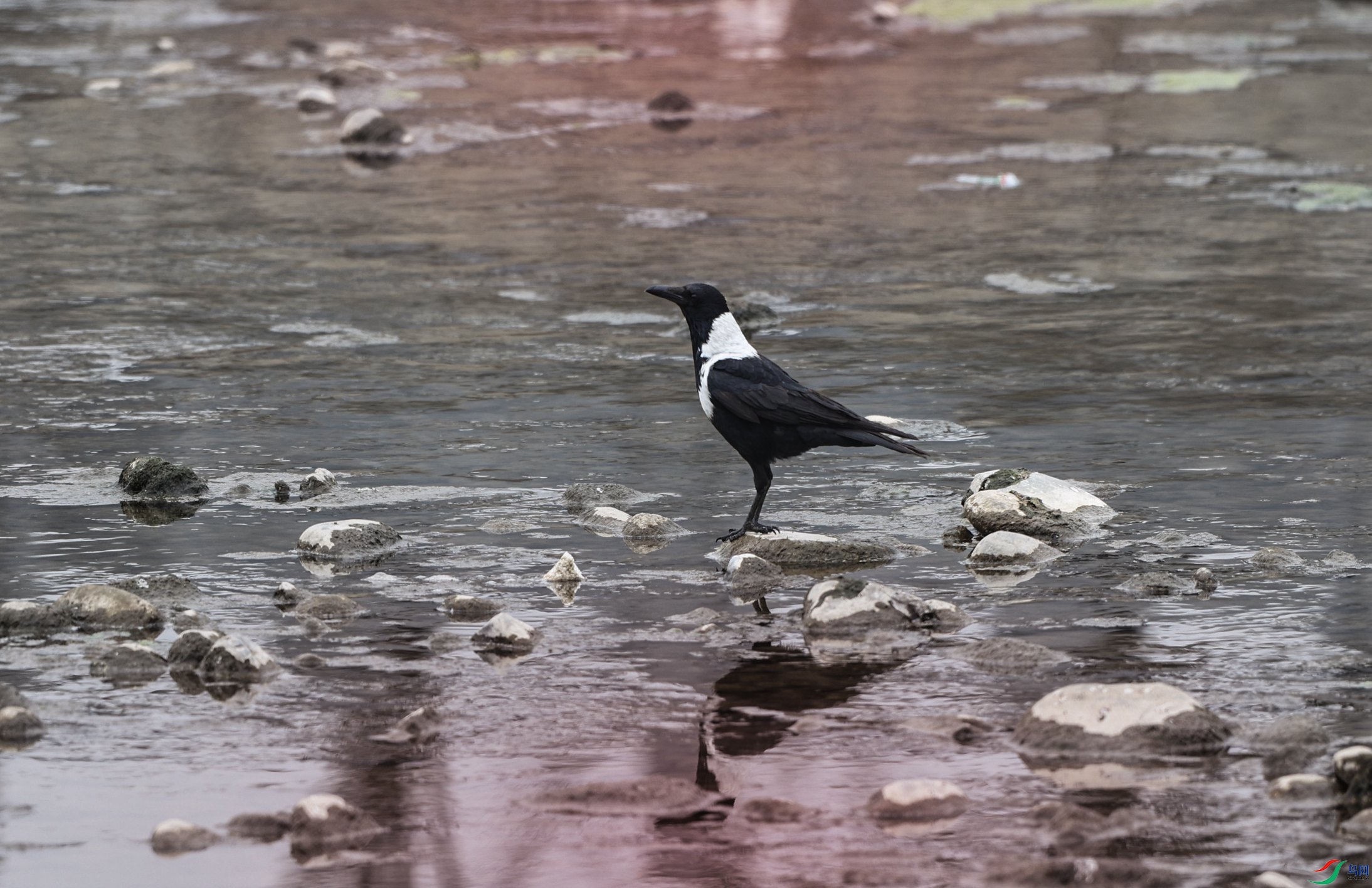 381A5900 - ����.JPG