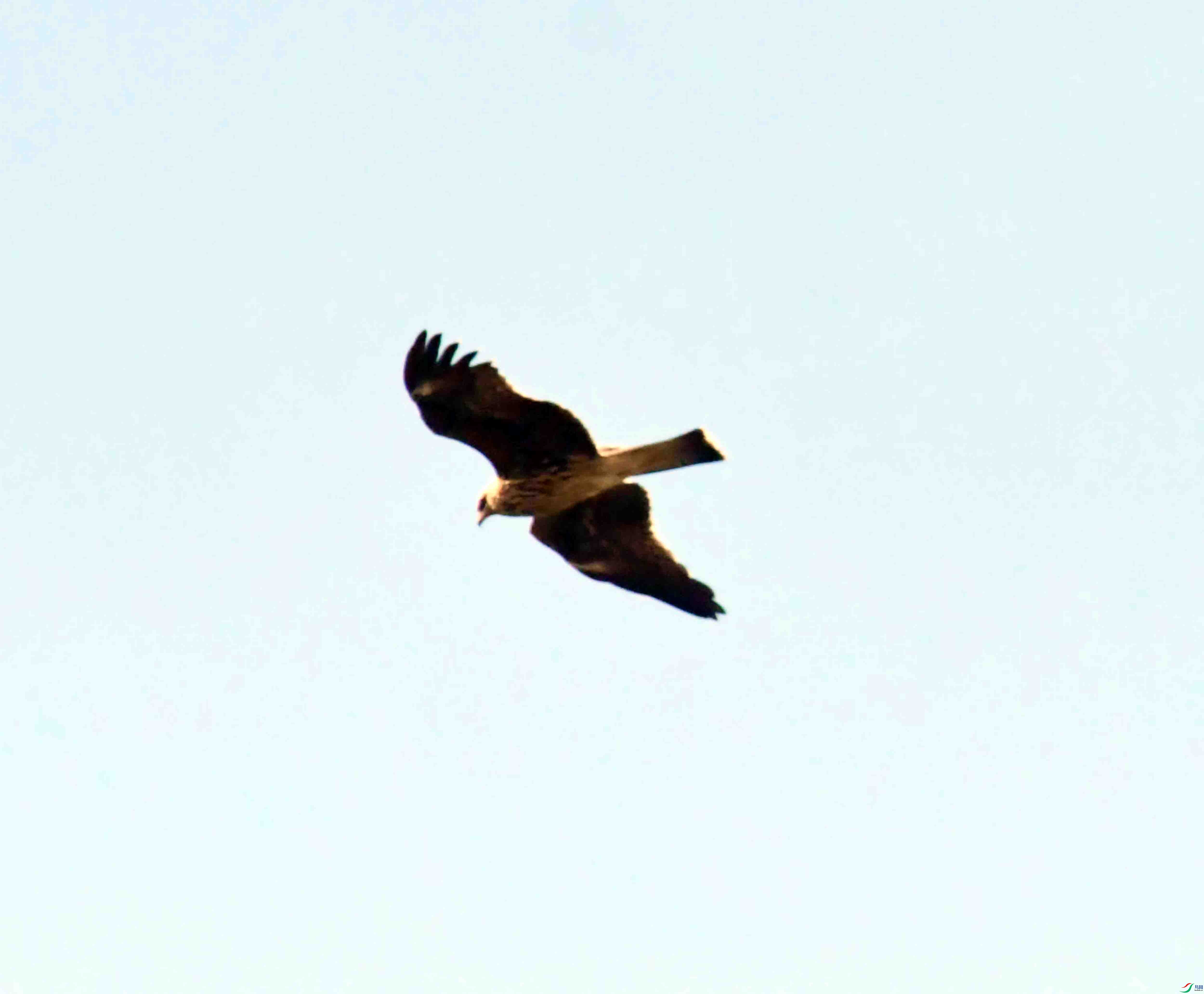 DSC_0487.JPG