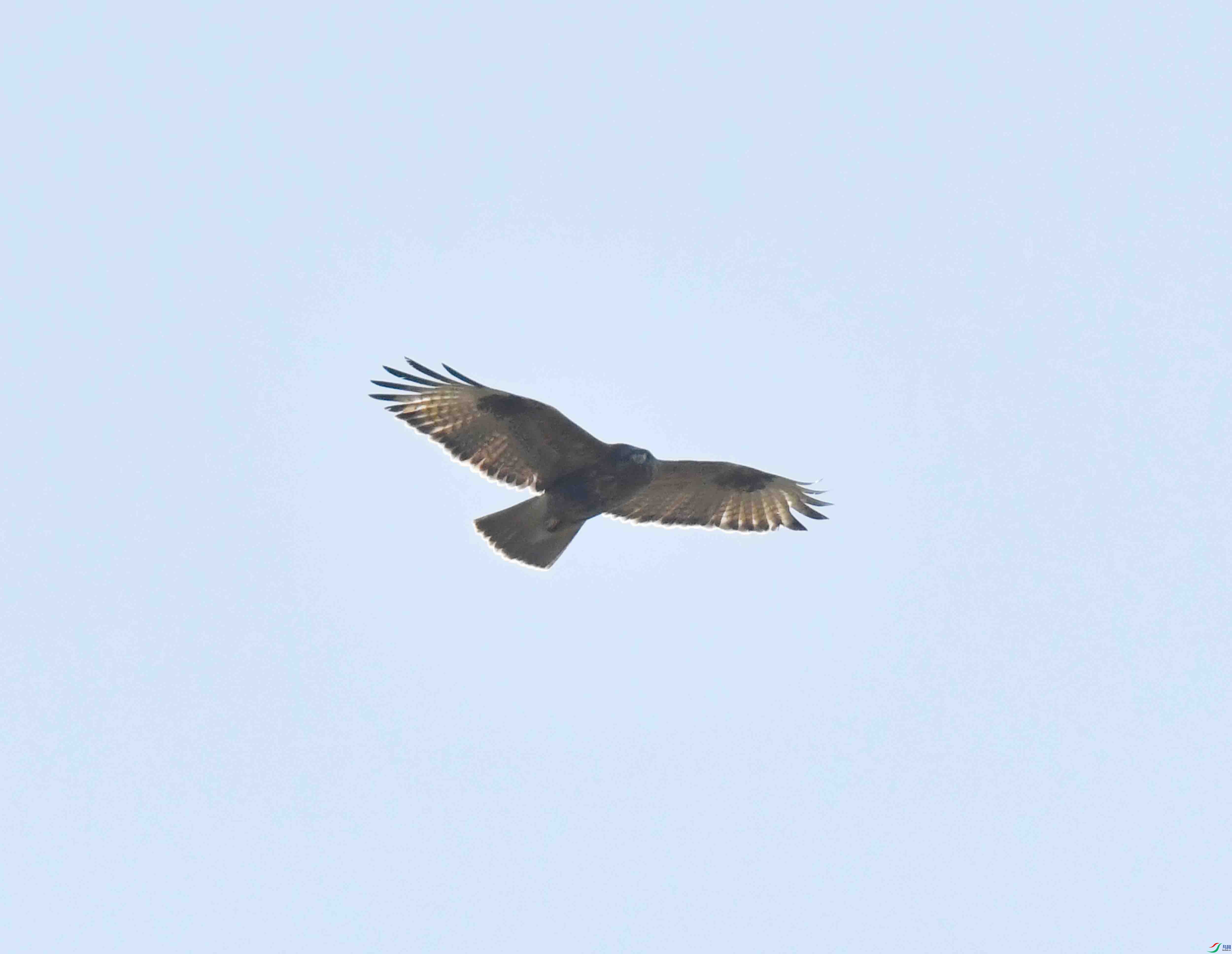 DSC_0133.JPG