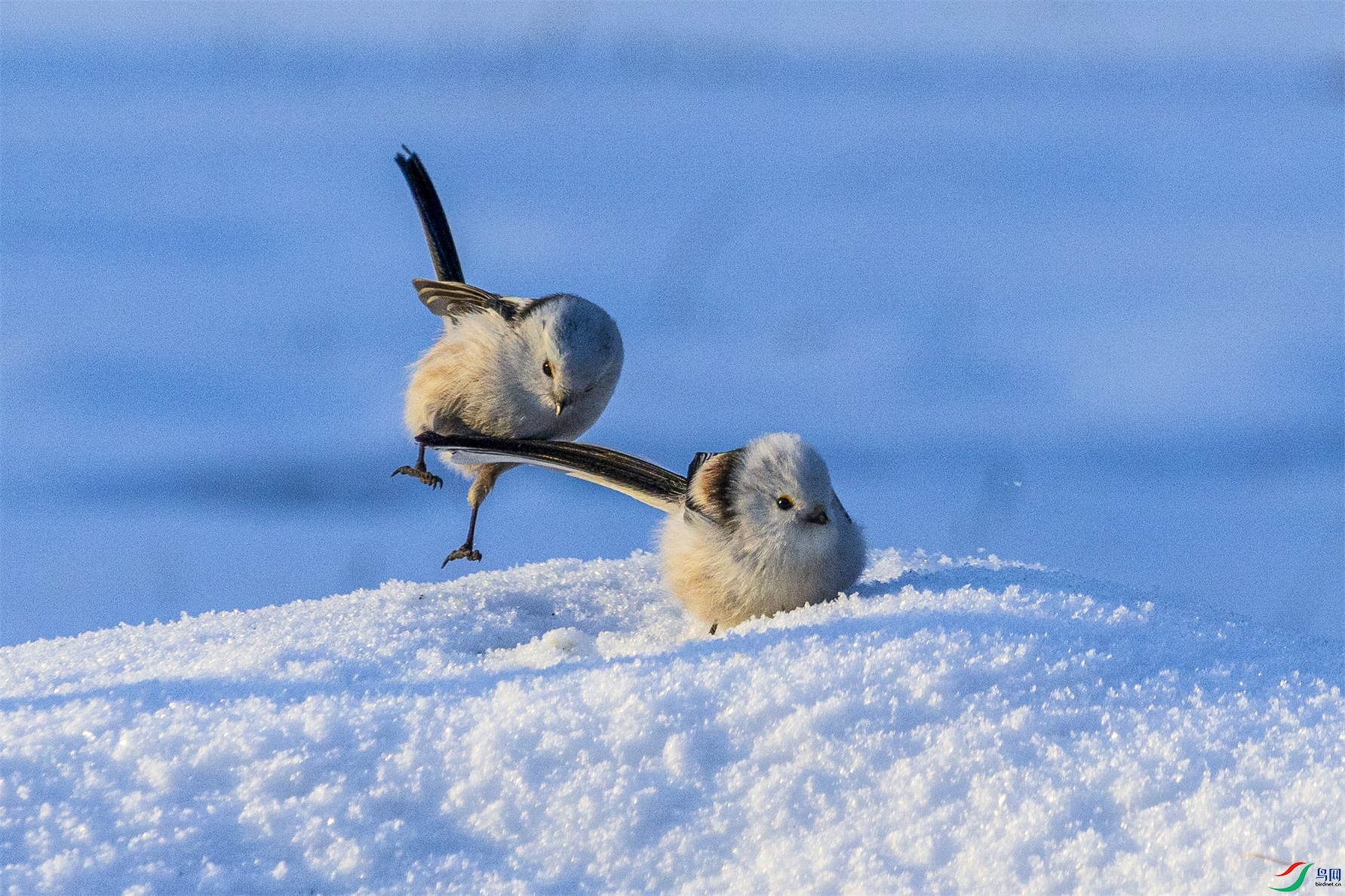 1K3A5233 ����1.jpg