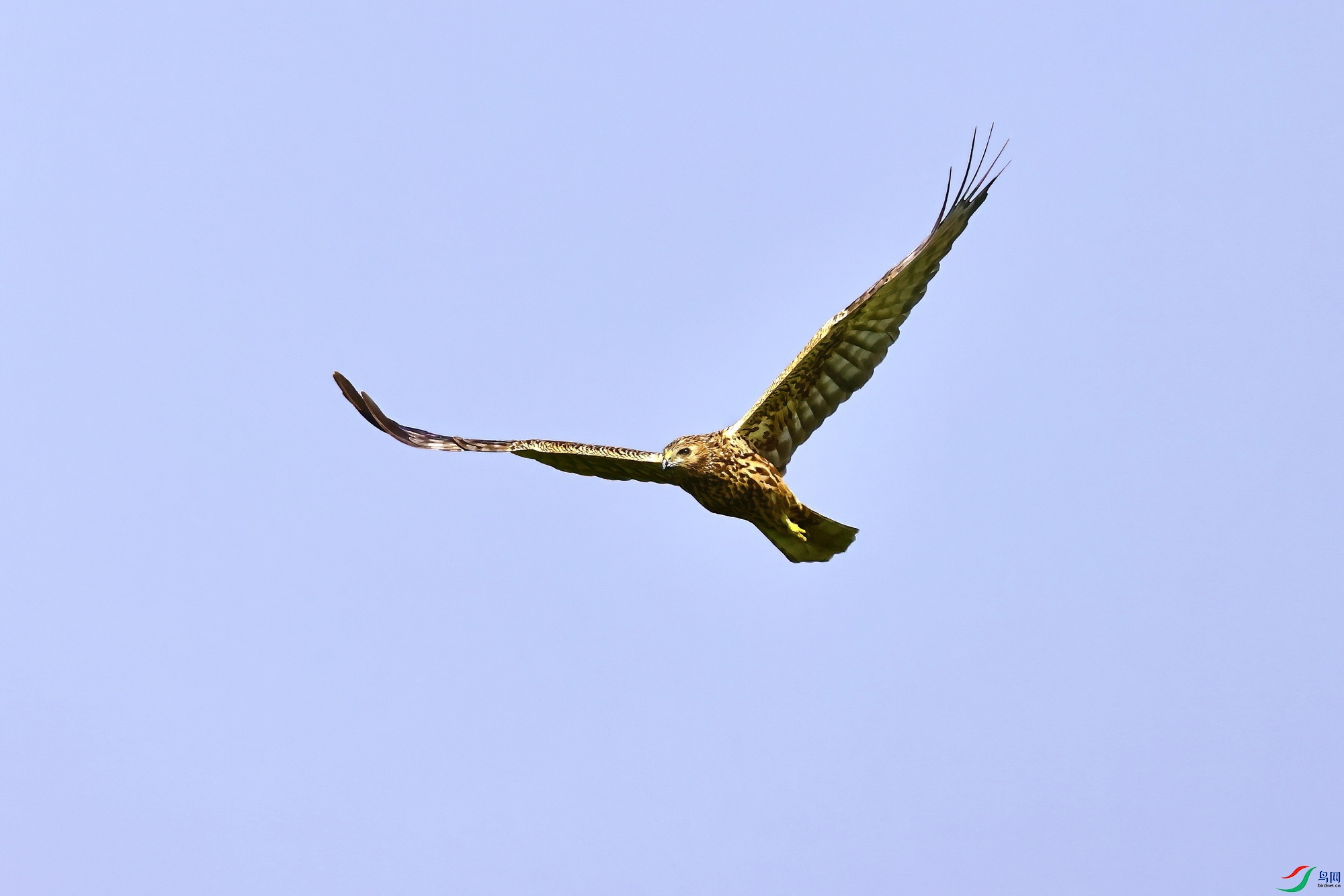 IMG_6383-1.JPG