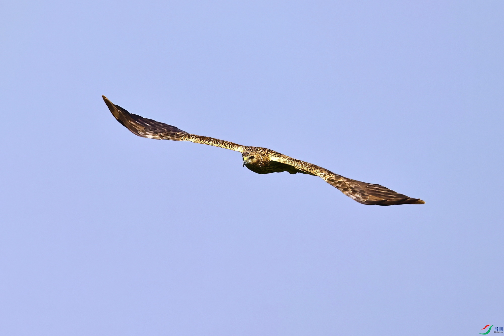 IMG_6396-1.JPG