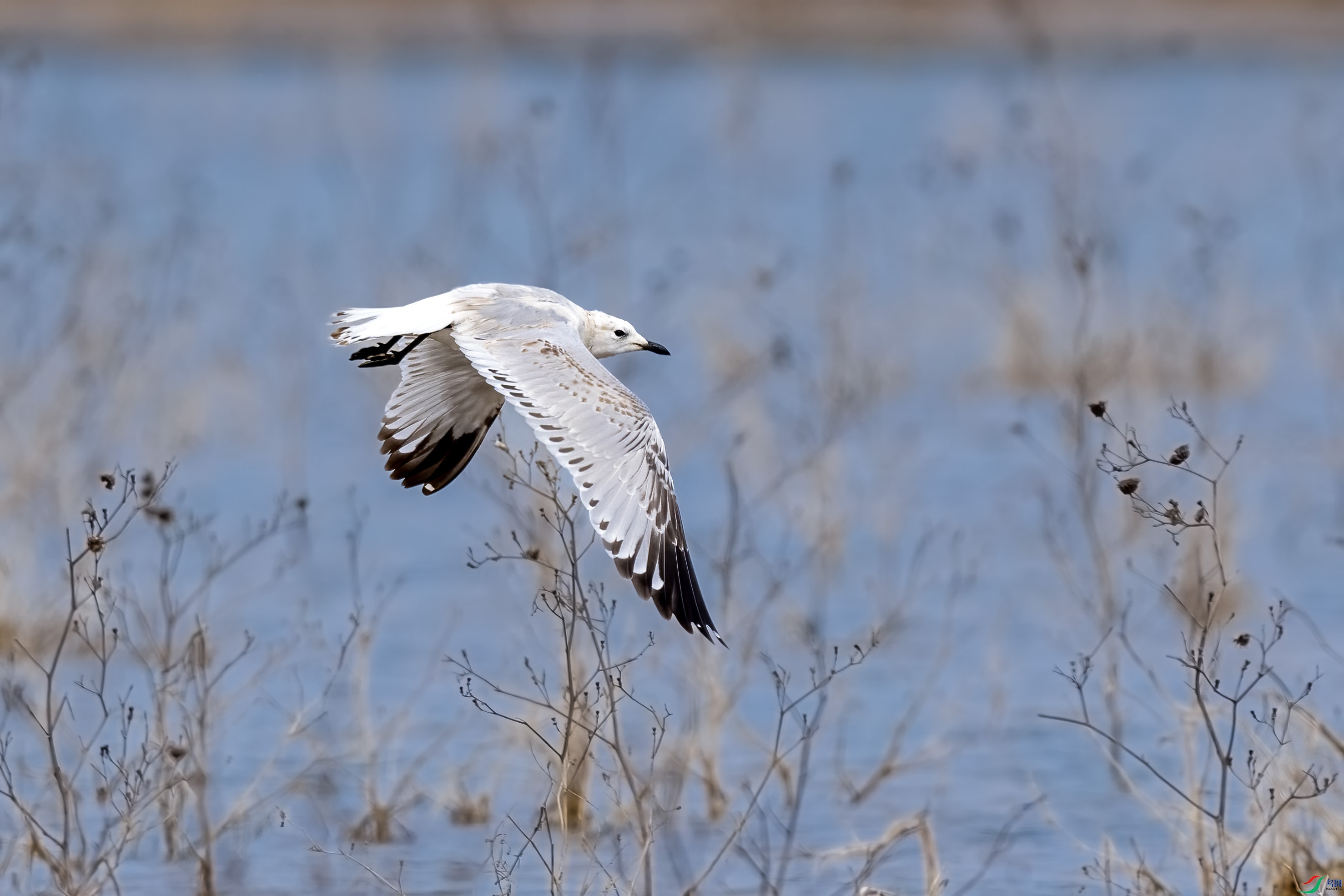 DSC_6315.jpg