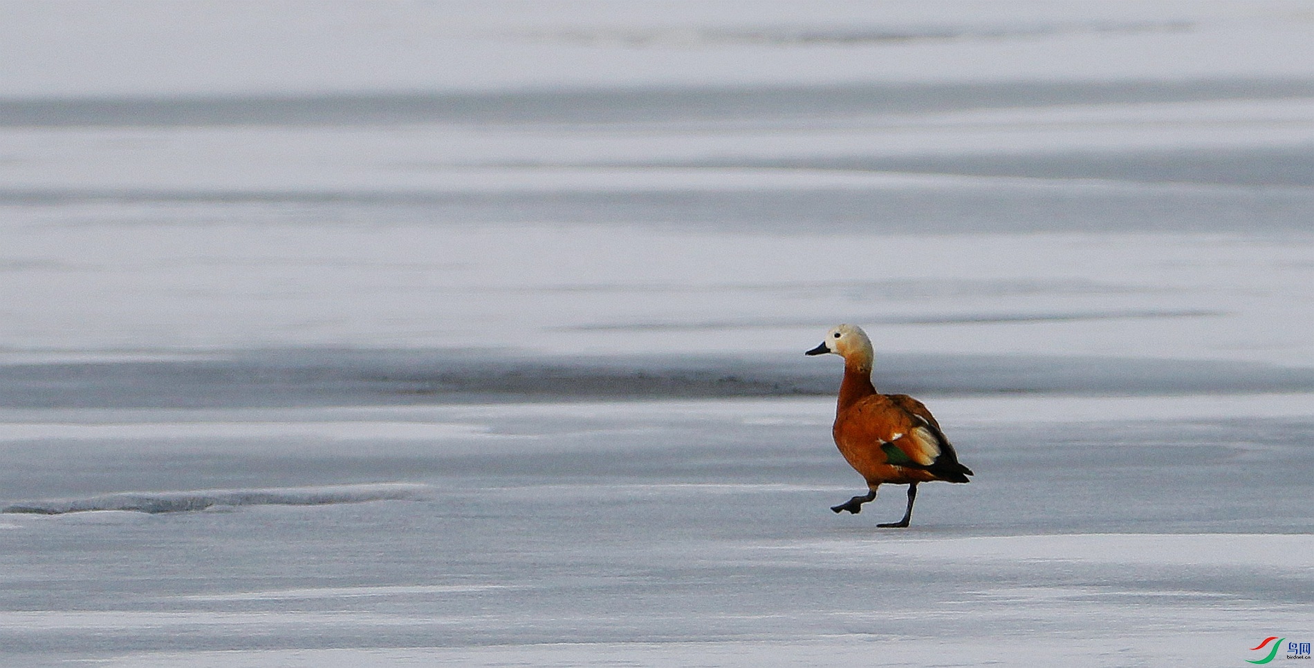 ����ɢ��