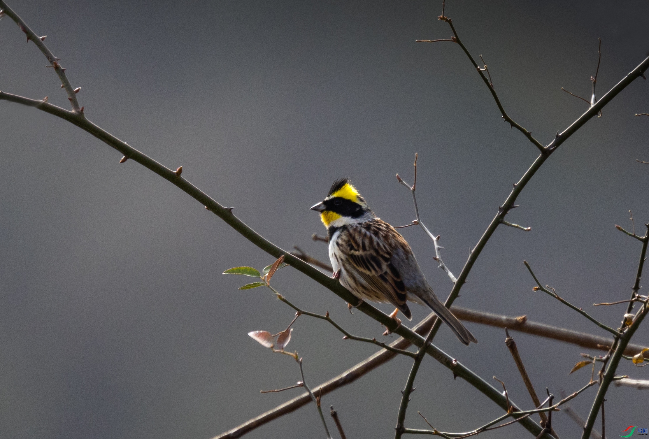 381A5769 - ����.jpg