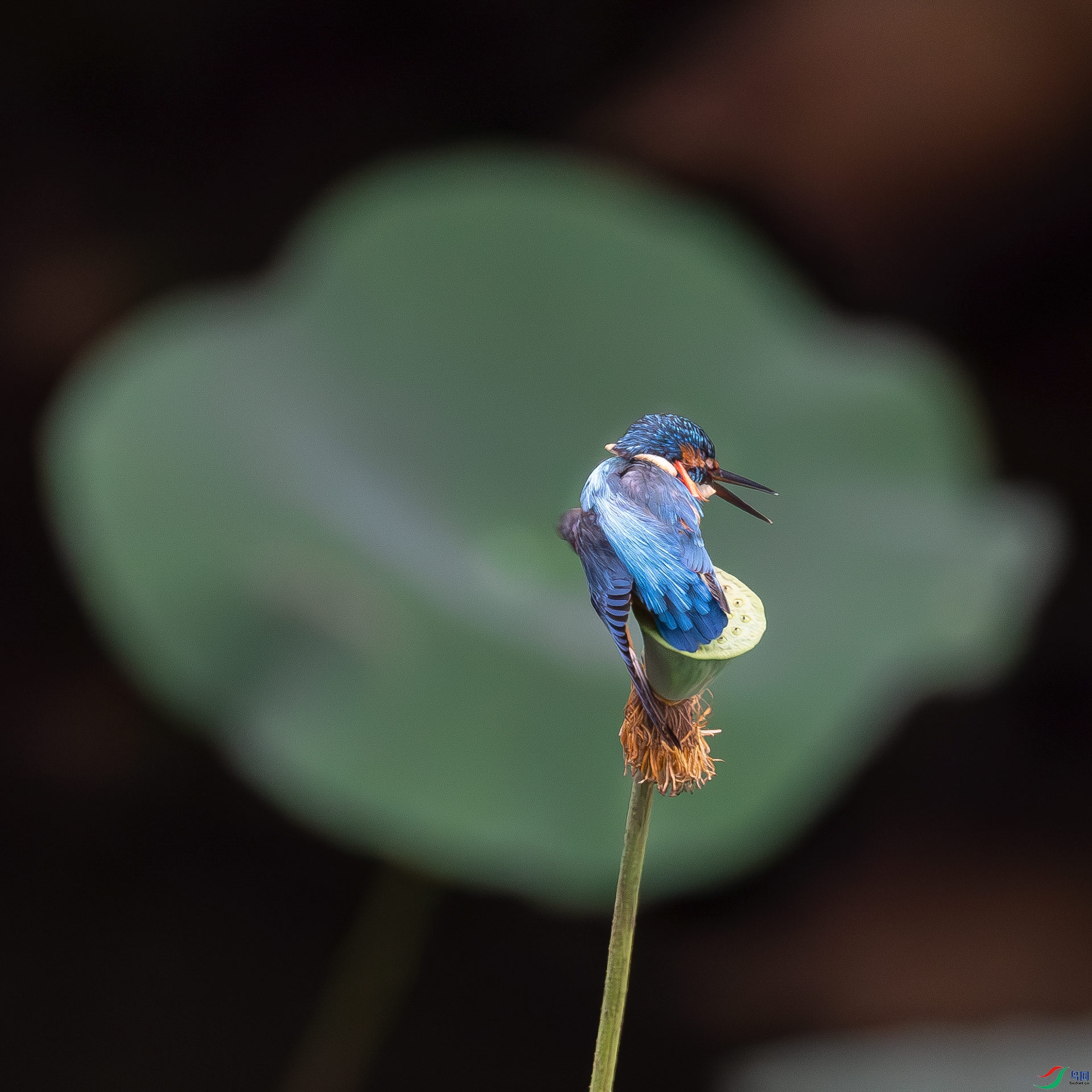 ��Ҷ����С��