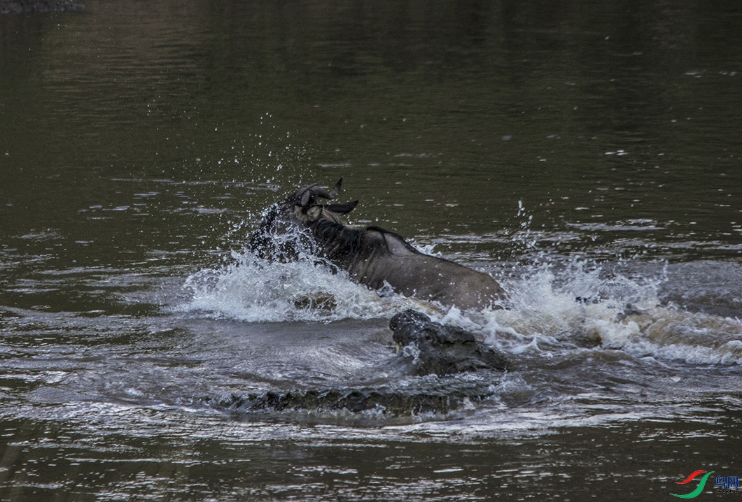 DSC_8306aa.jpg