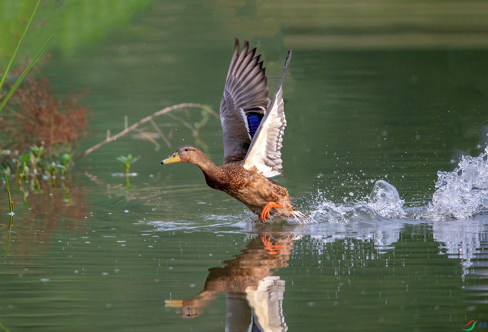 DSC_1127 ����_����.jpg