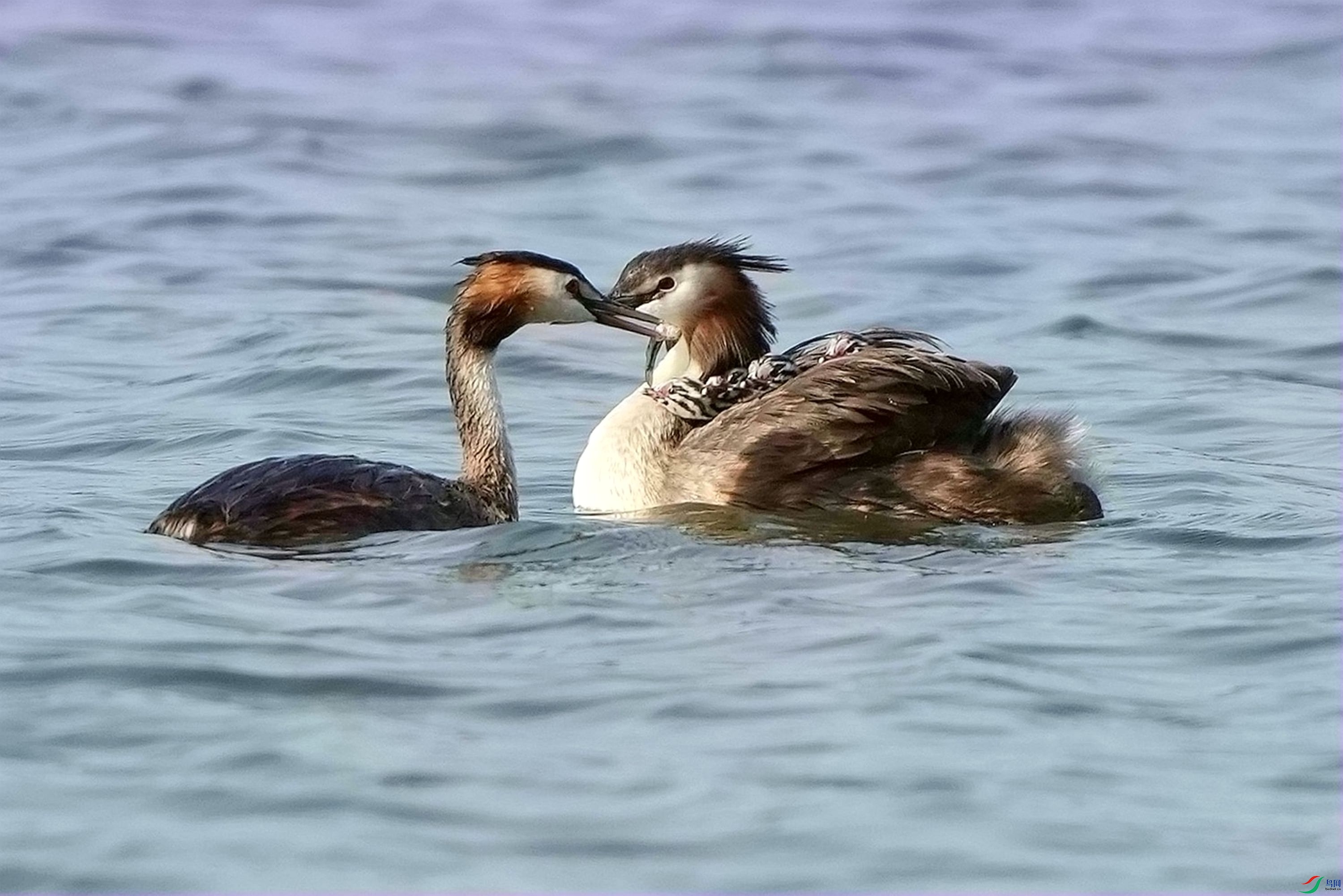 ץ��ι��DSC09219_����.jpg