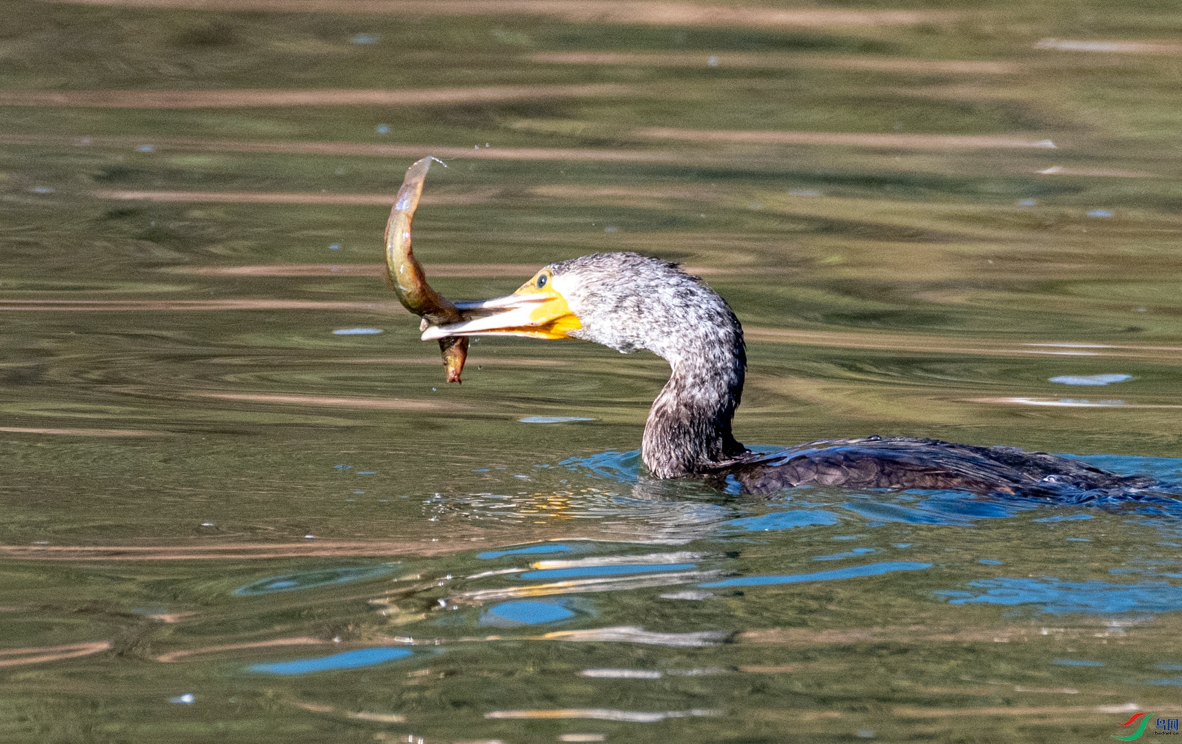 DSC_2203.jpg
