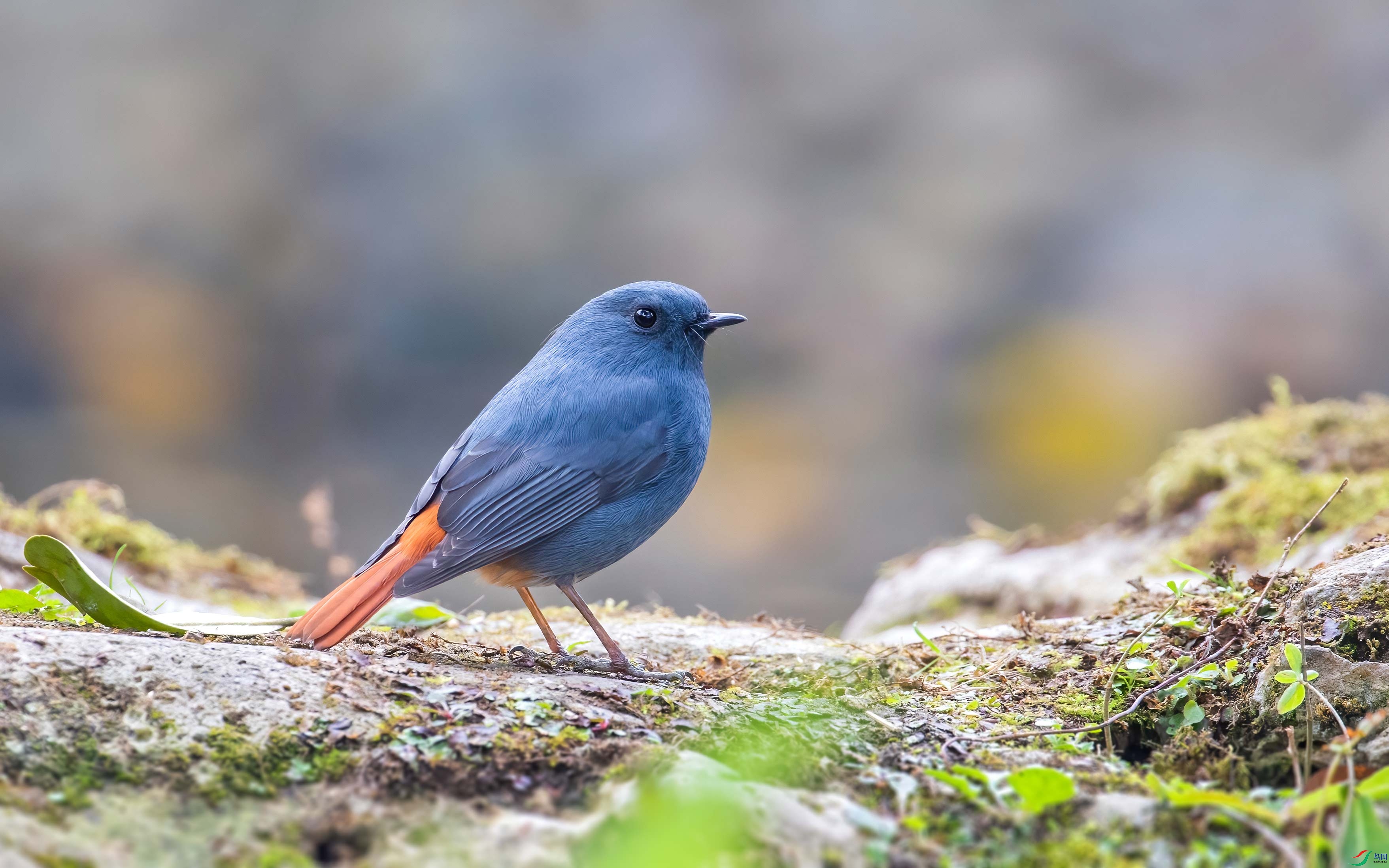 0O3A4085-����-DeNoiseAI-standard.jpg