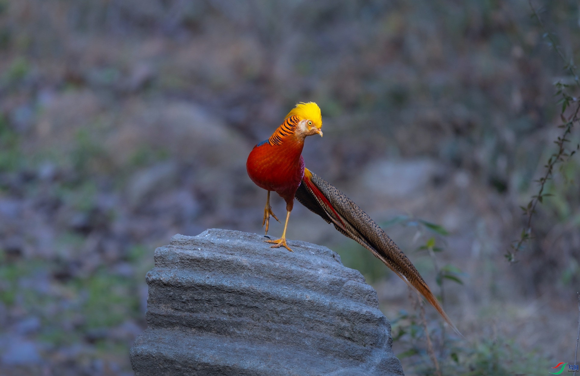 7X5A0729 - ����.jpg