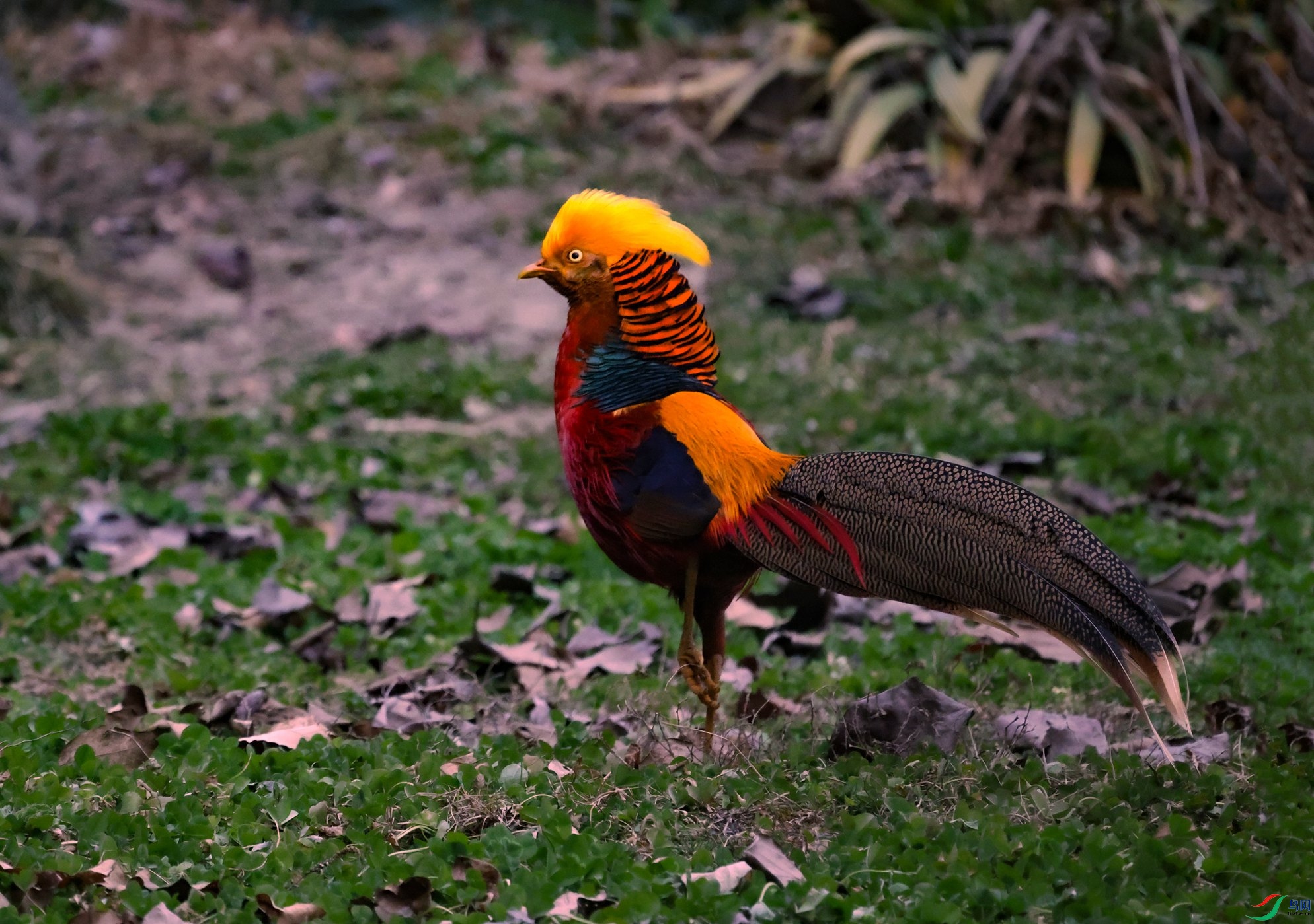 7X5A2672 - ����.JPG