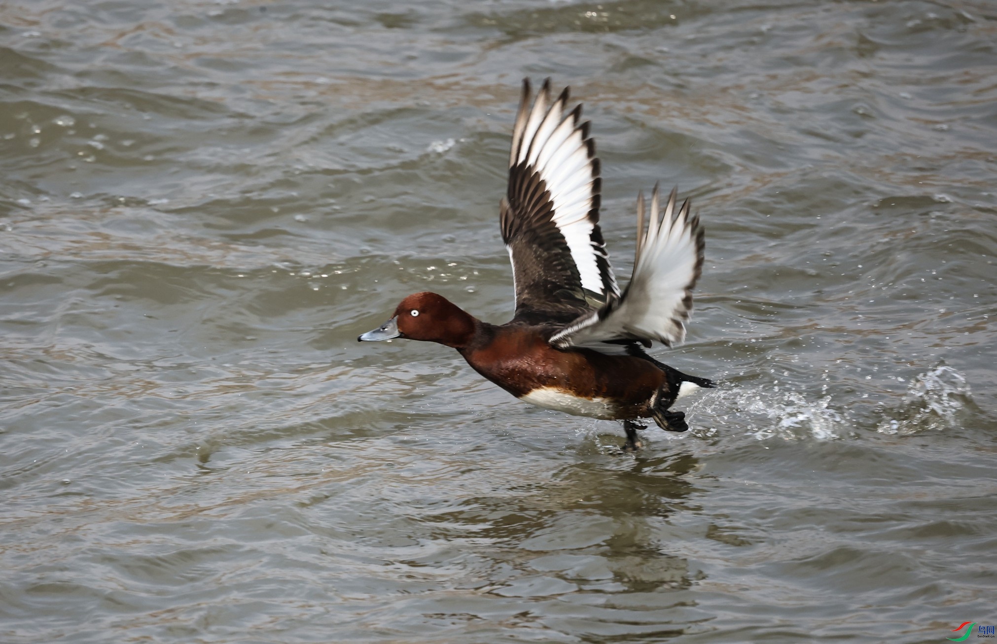 7X5A4164 - ����.JPG