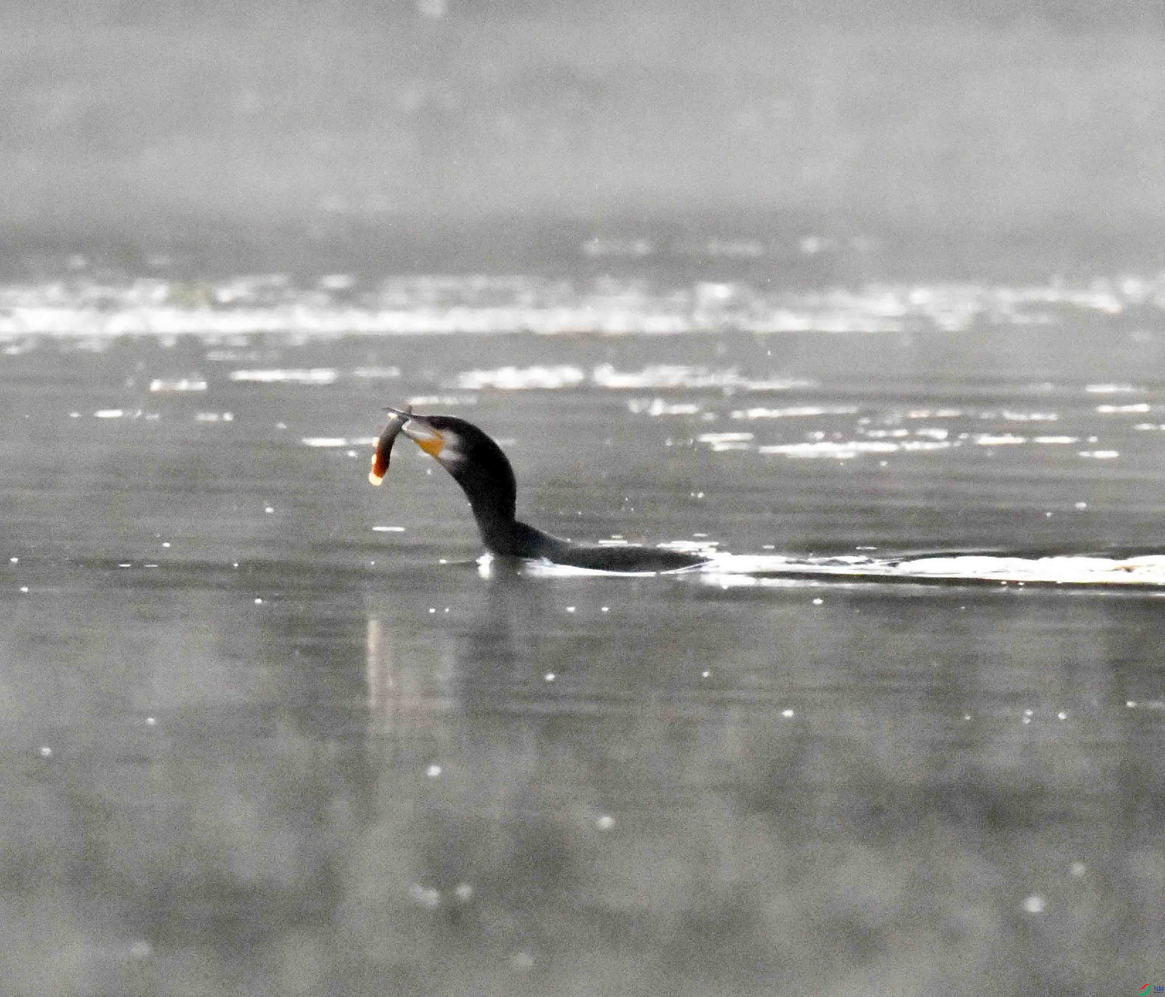 DSC_0181.JPG