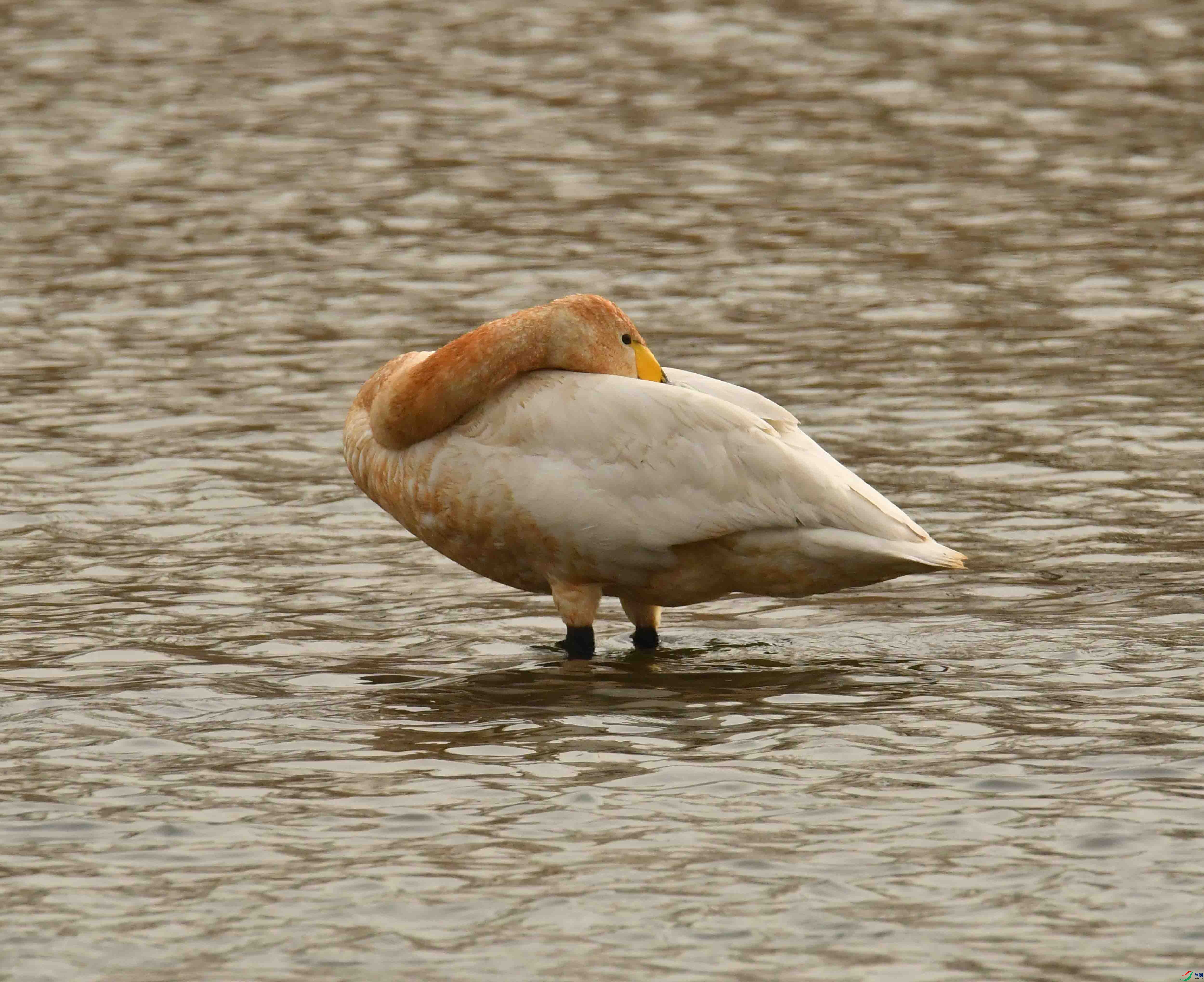 DSC_0606.JPG