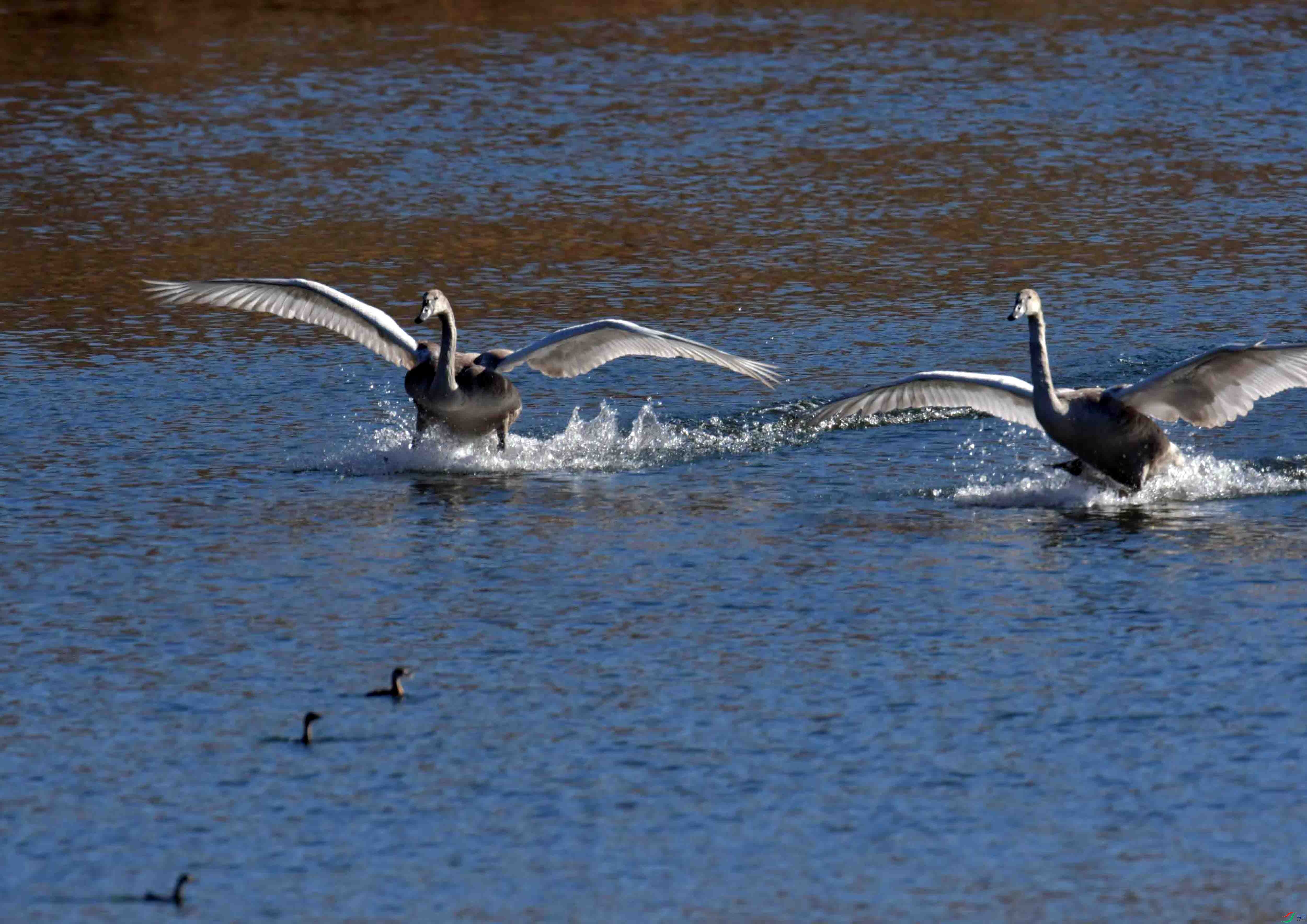 DSC_5419.JPG