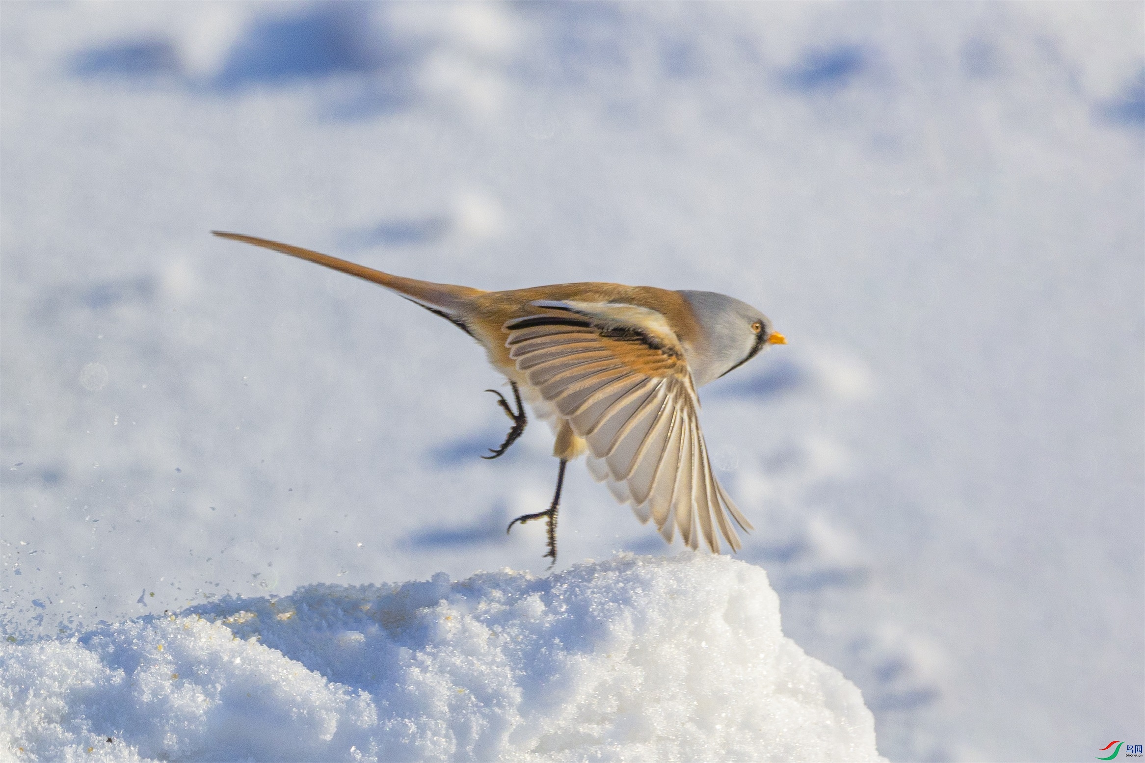 1K3A0326 ����1.jpg