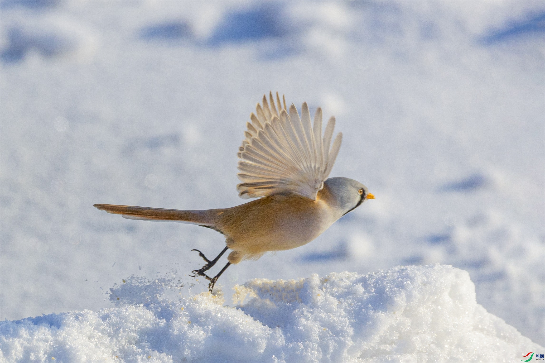 1K3A0325 ����1.jpg