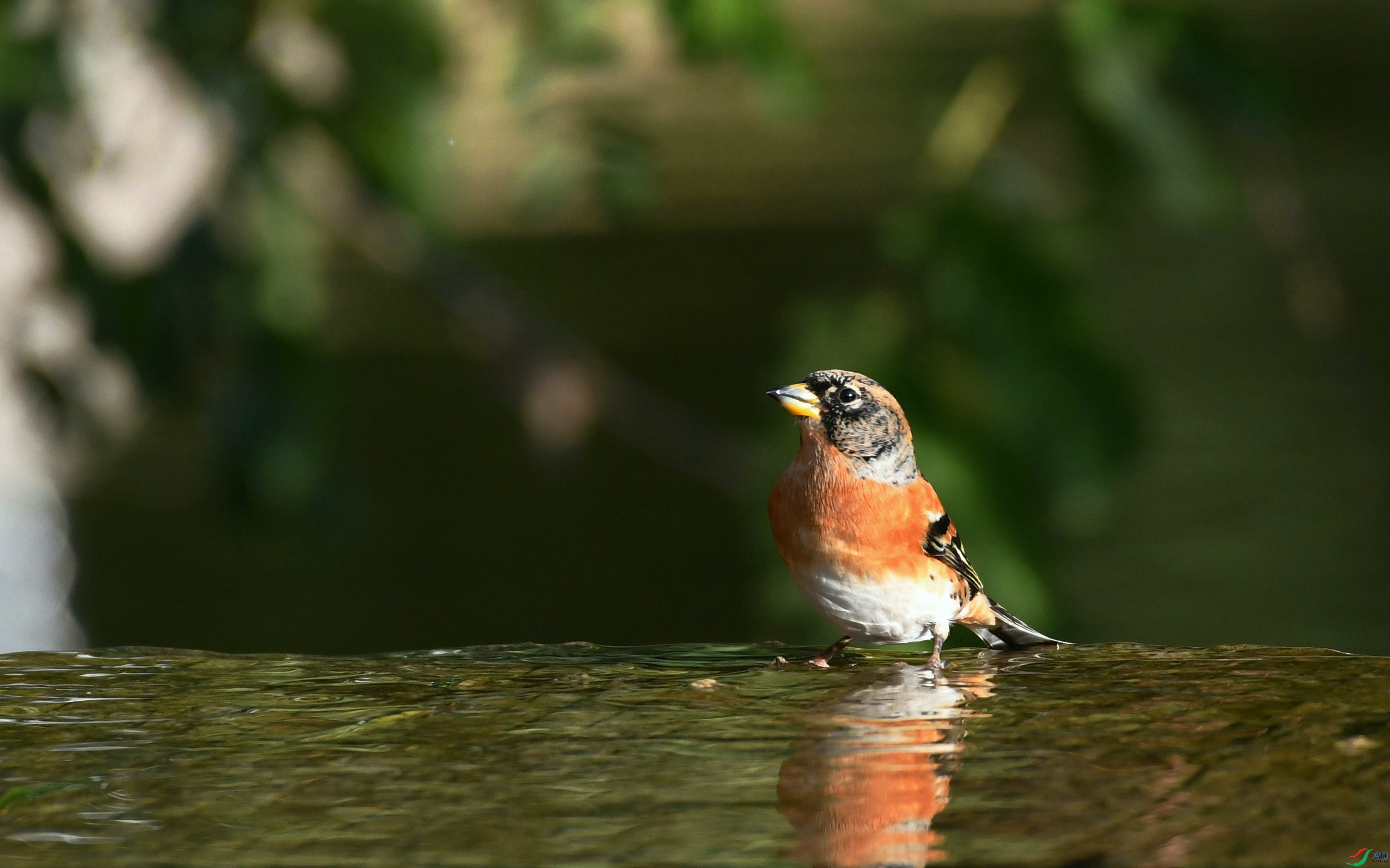 DSC_7451.JPG