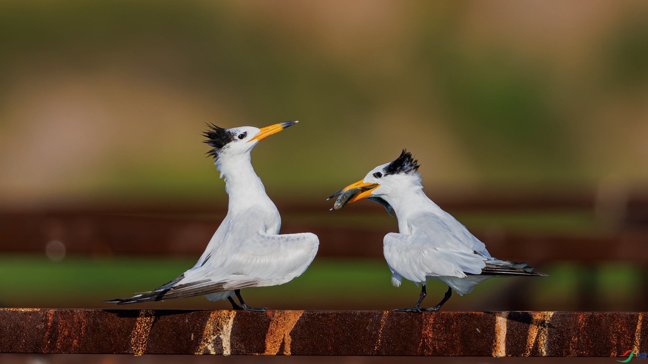 SHU_1755-����ǿ-NR ����_����.jpg