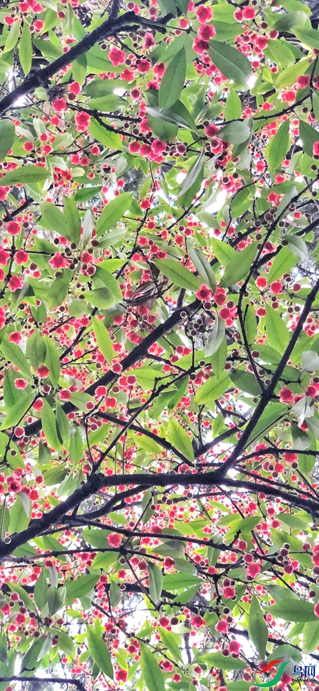 DSC_6469 ���������� NW.jpg