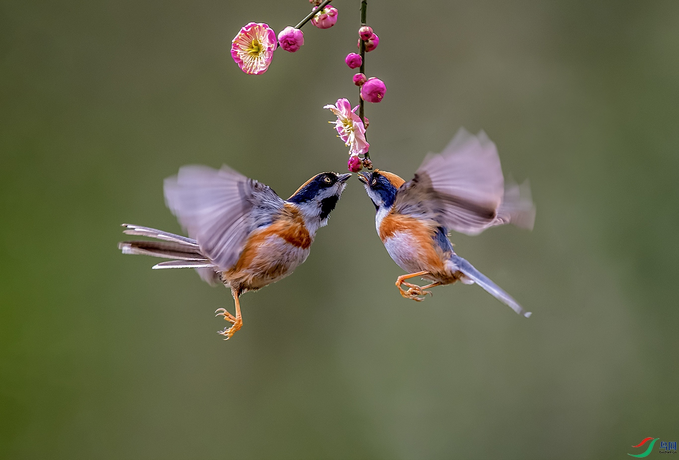 DSC_2343.jpg