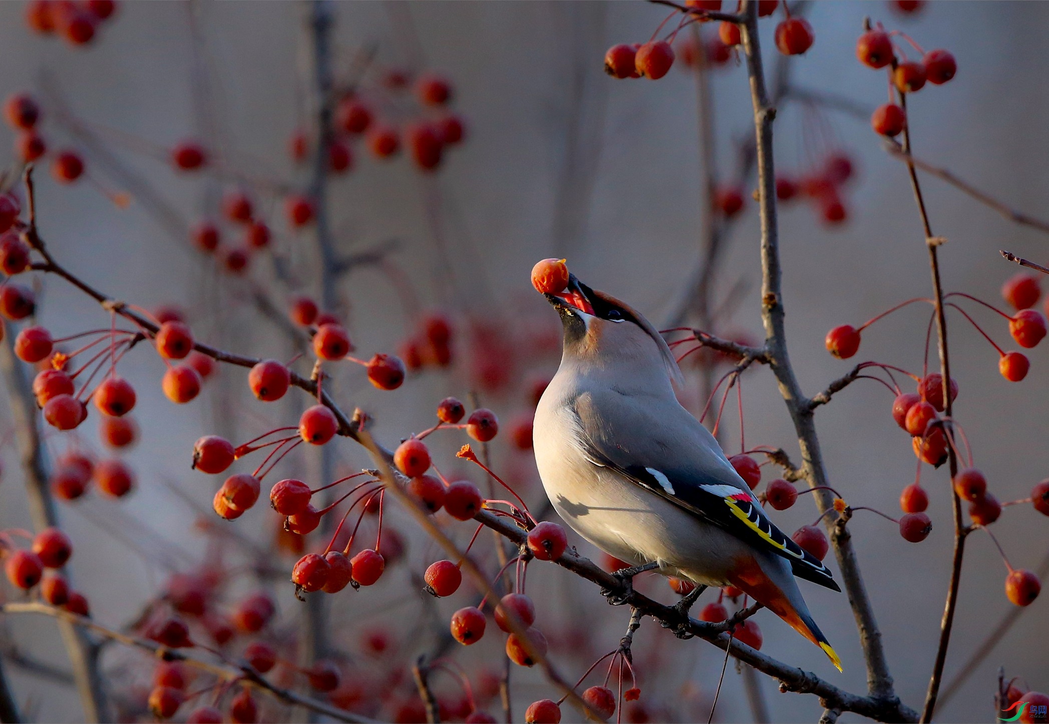 _39A8145 - ����.JPG