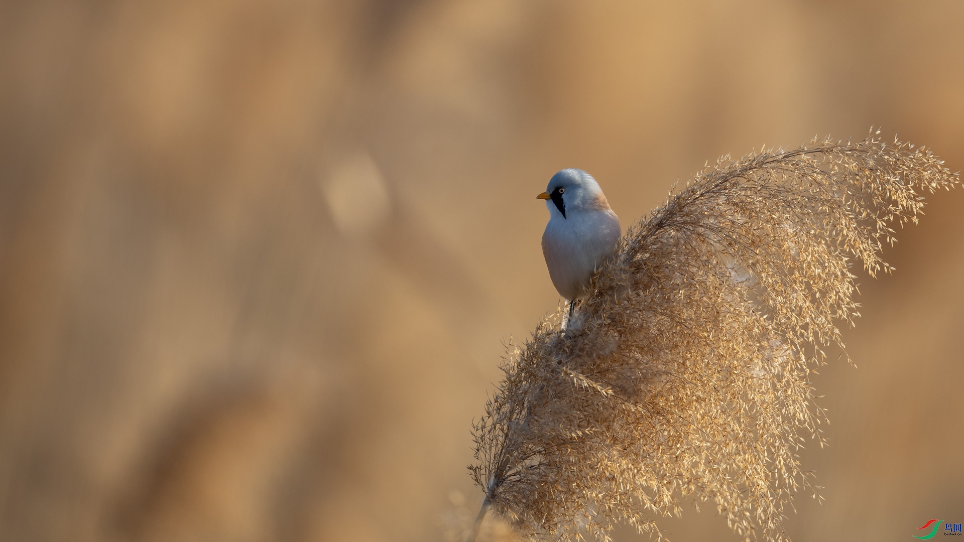 a_305316.jpg