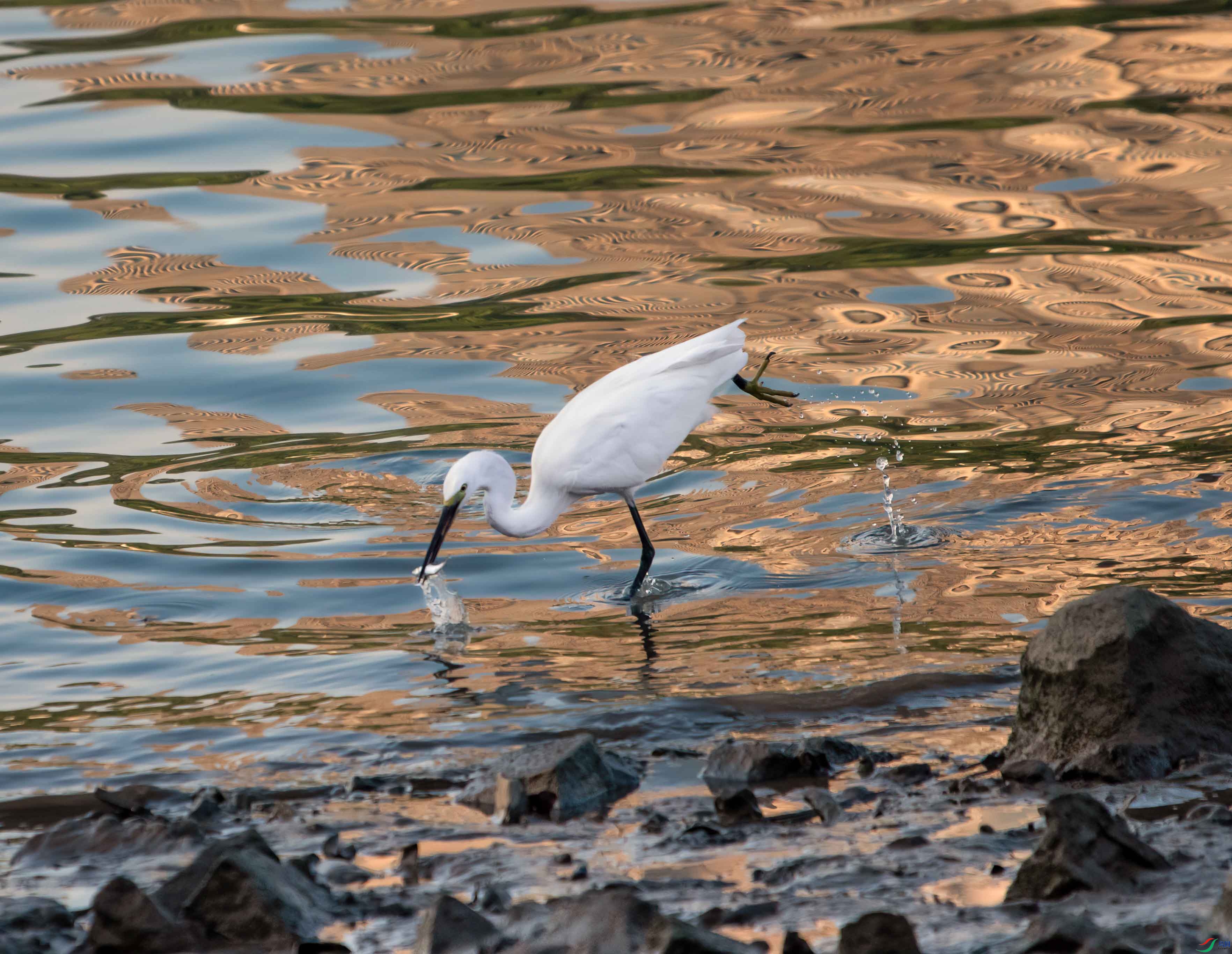 DSC_8668-s.jpg