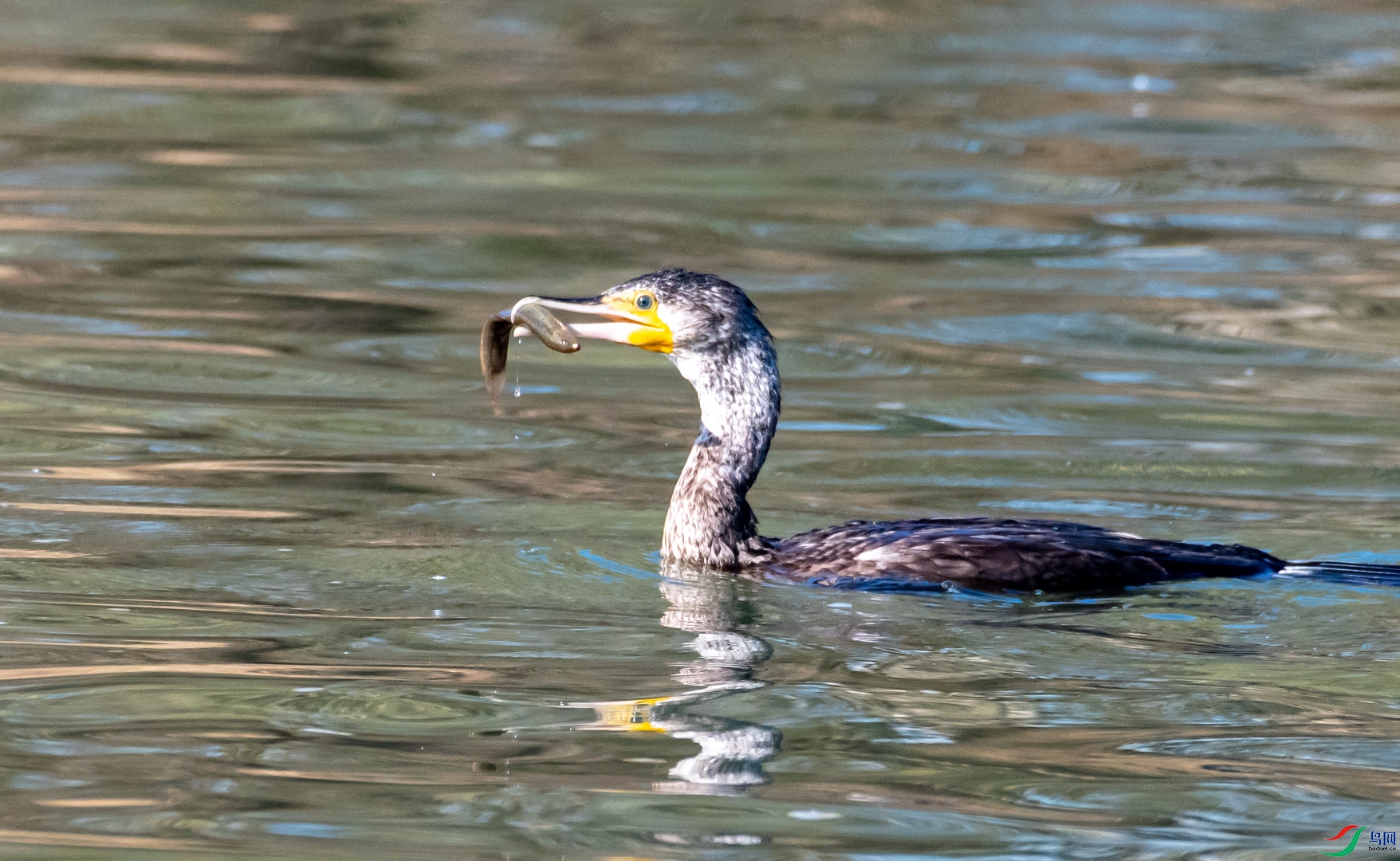 DSC_2156.jpg