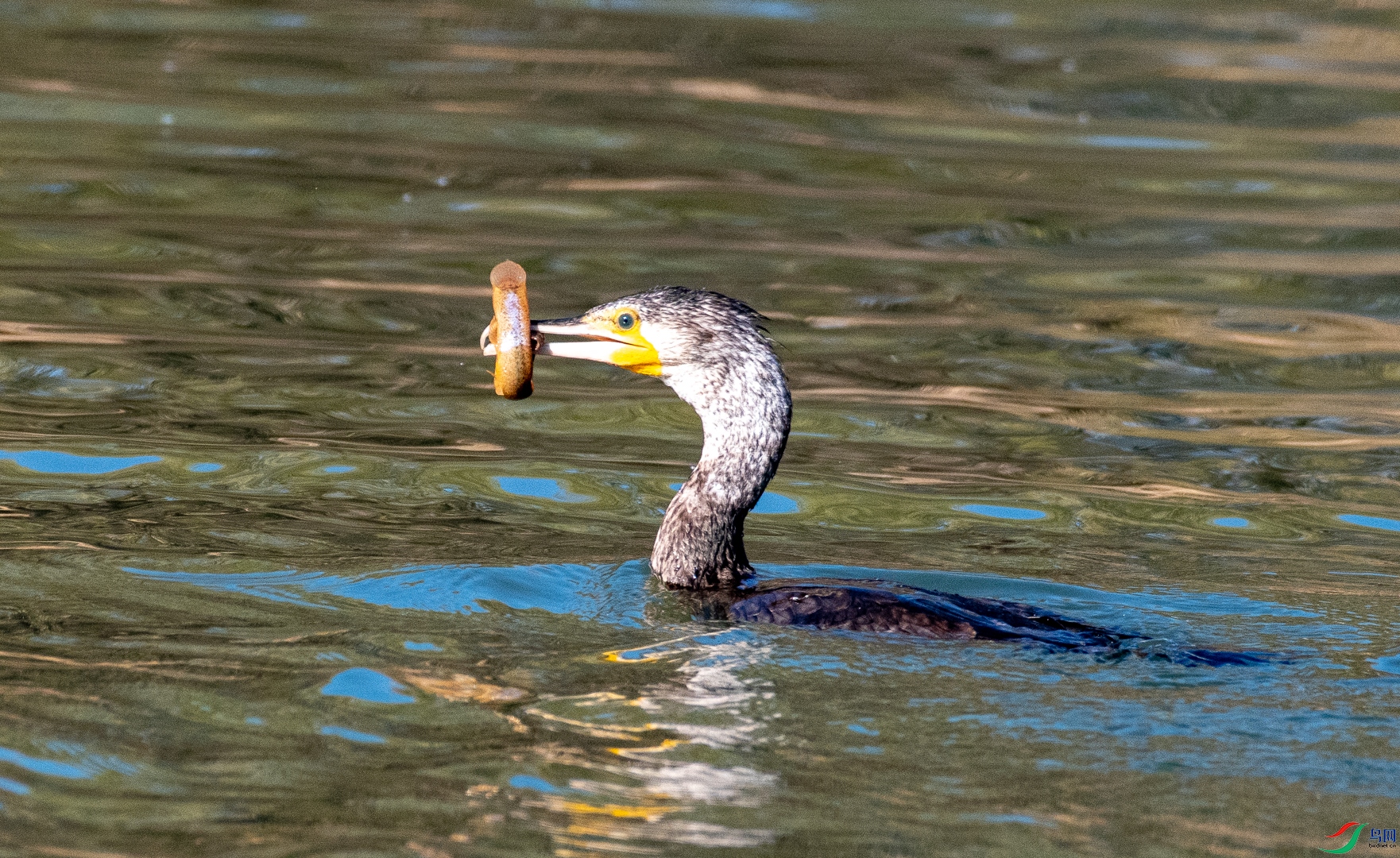 DSC_2055.jpg