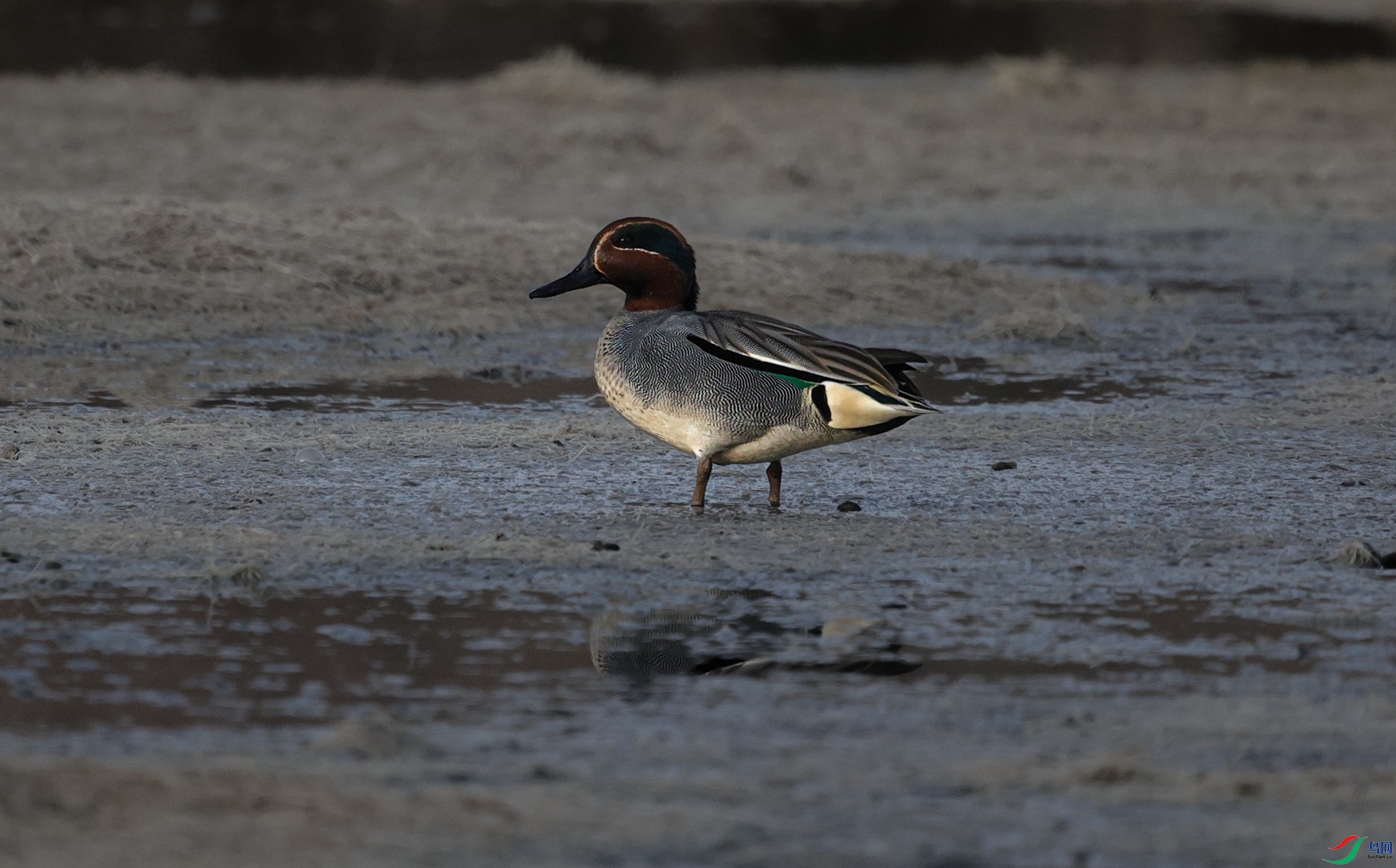 381A5821 - ����.JPG