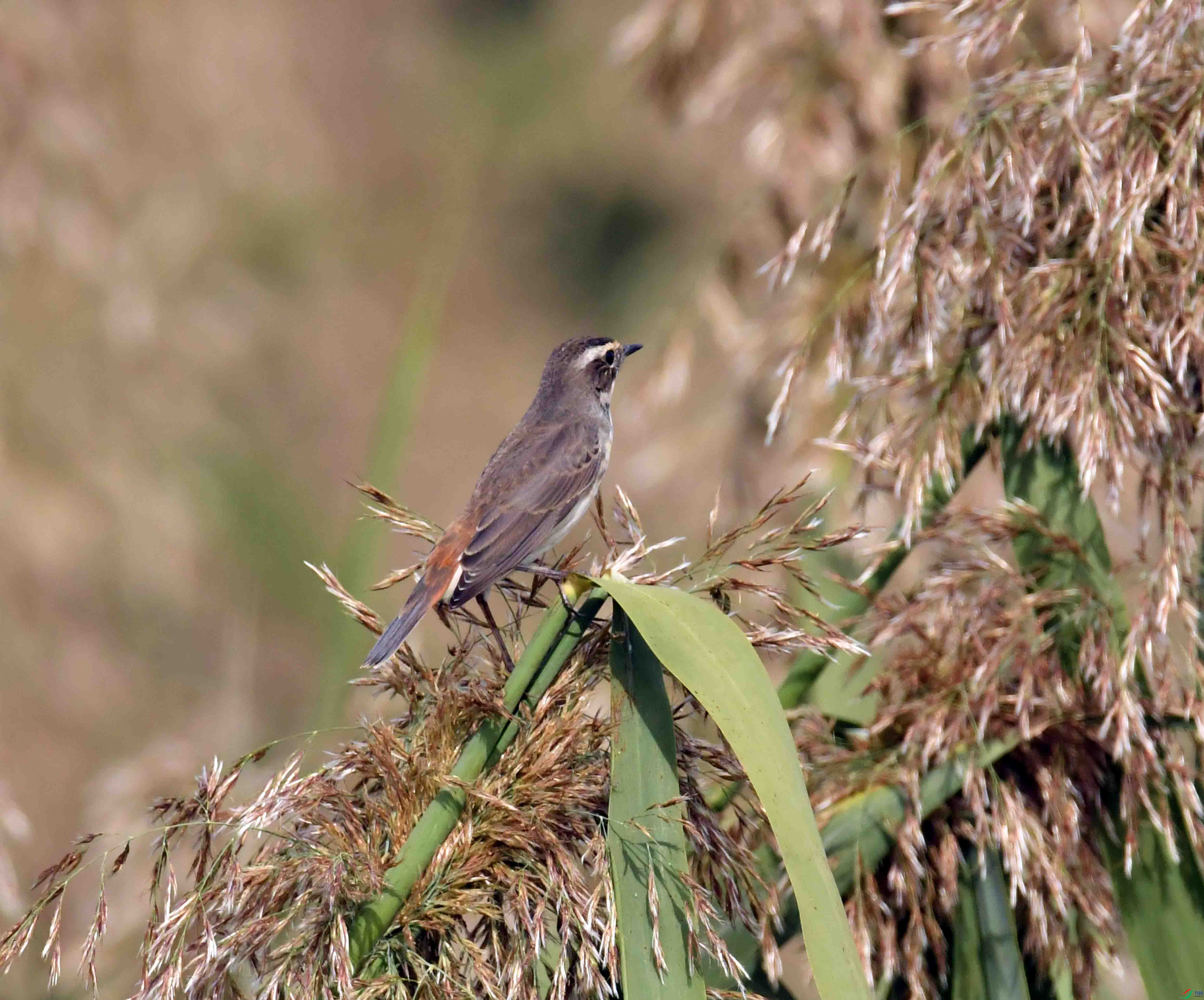 DSC_8338.JPG