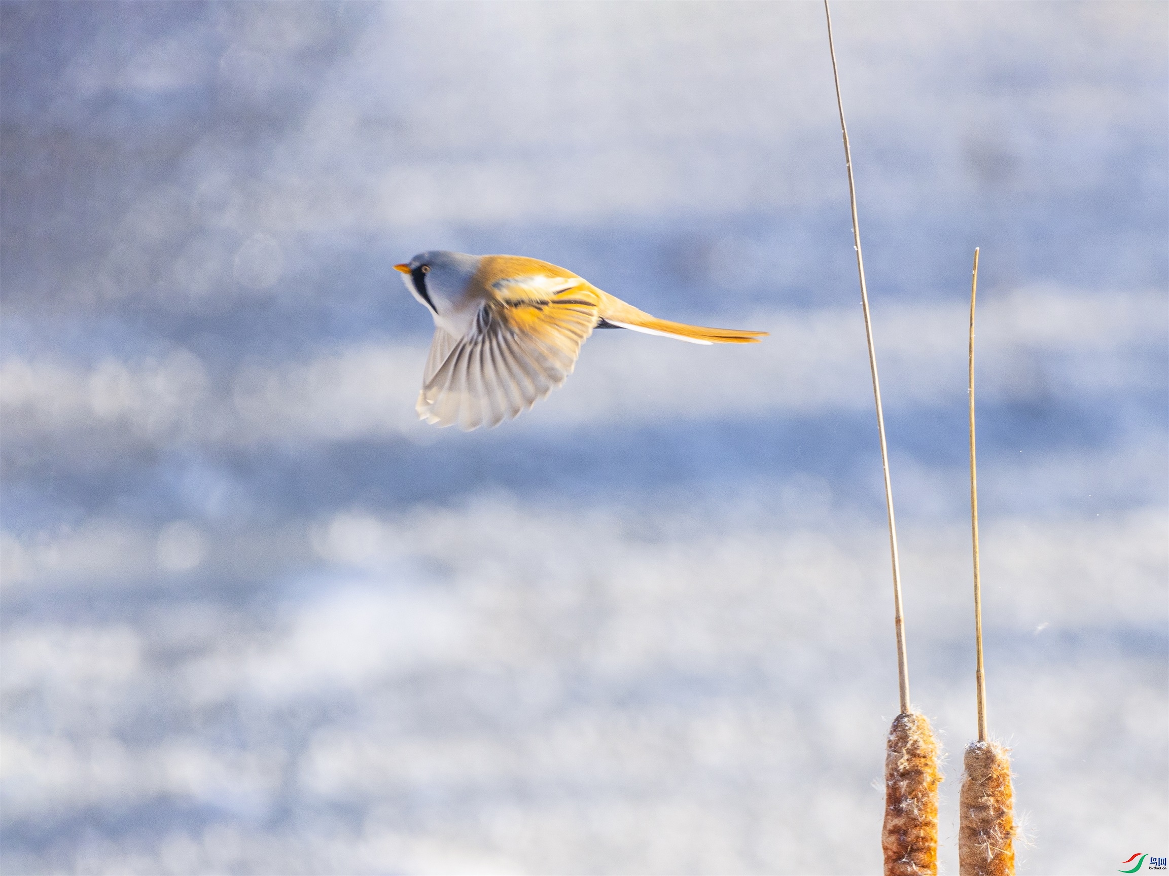 1K3A9903 ����1.jpg