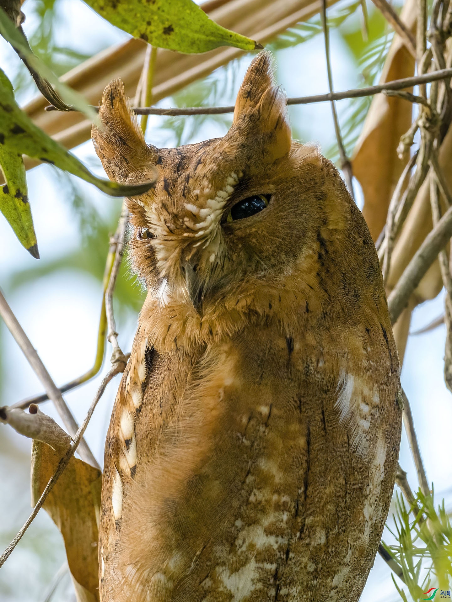 PB137271-DeNoiseAI-low-light.jpg