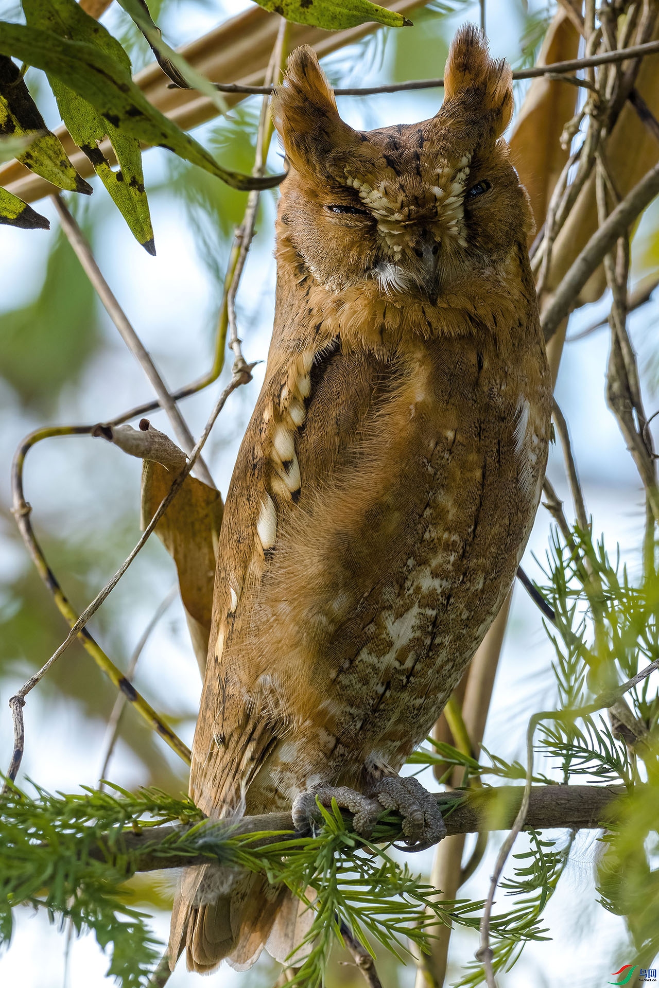 PB137281-DeNoiseAI-low-light.jpg